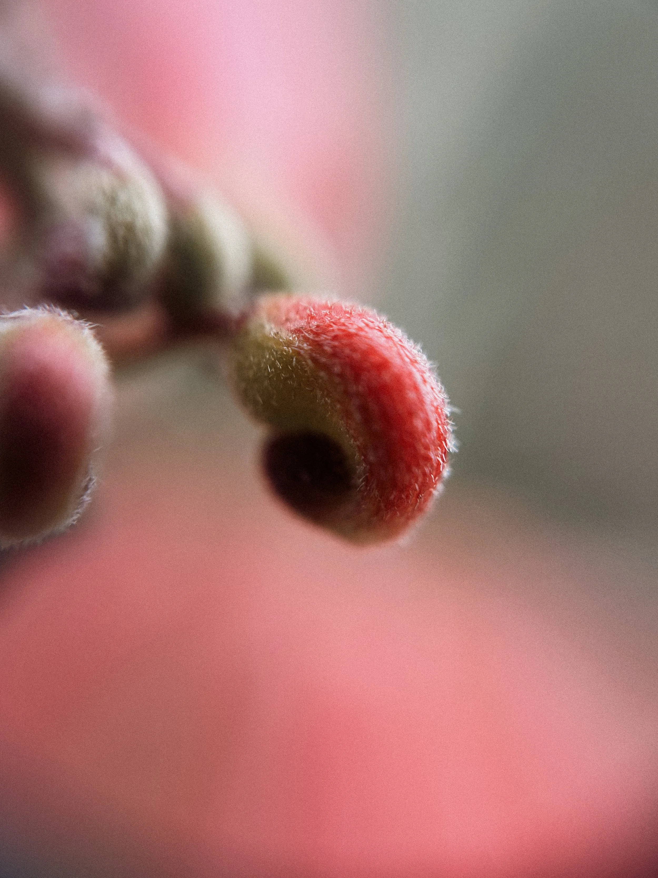 Grevillea alpina, 2026.
