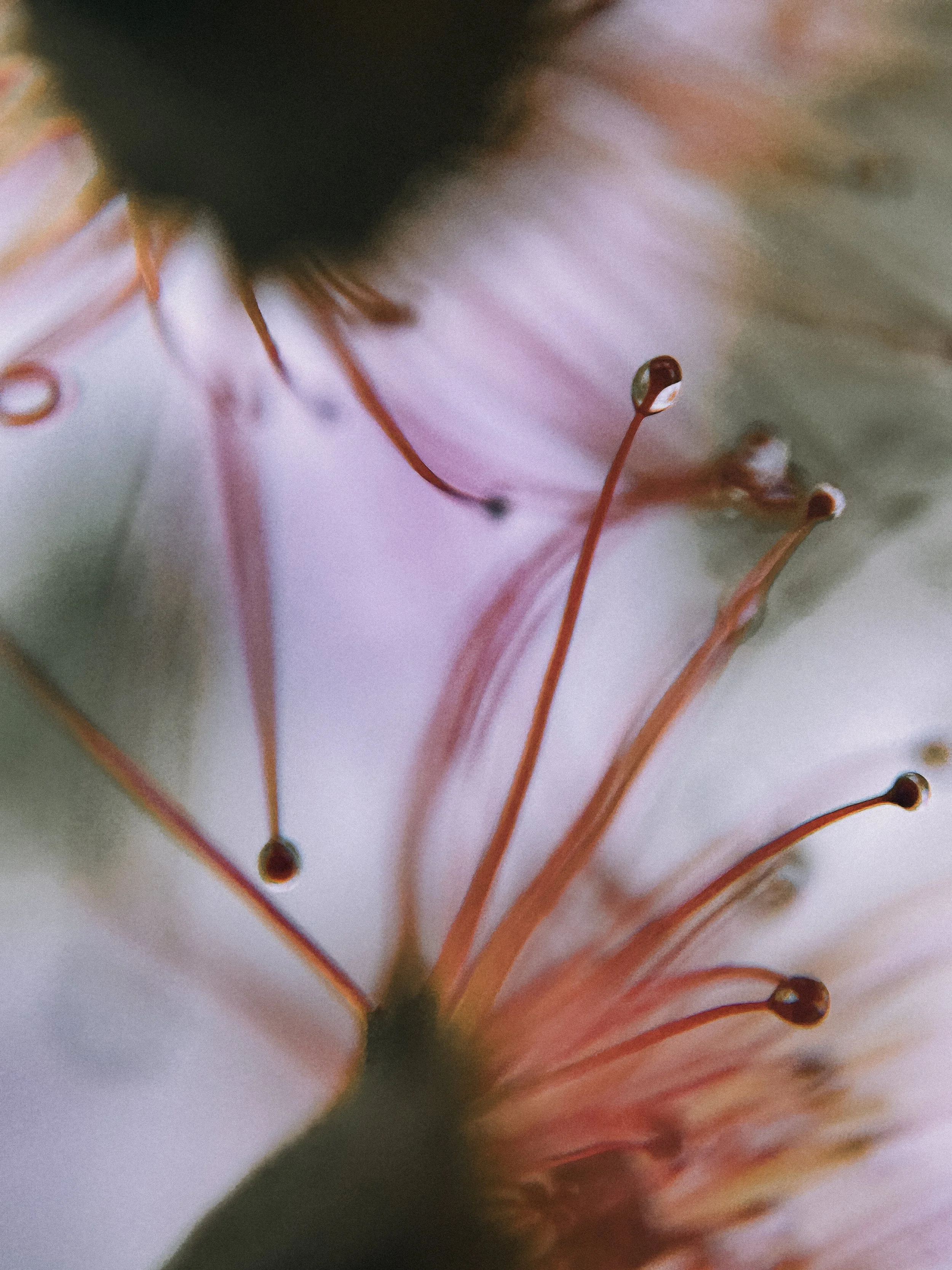 Drosera planchonii III, 2026.
