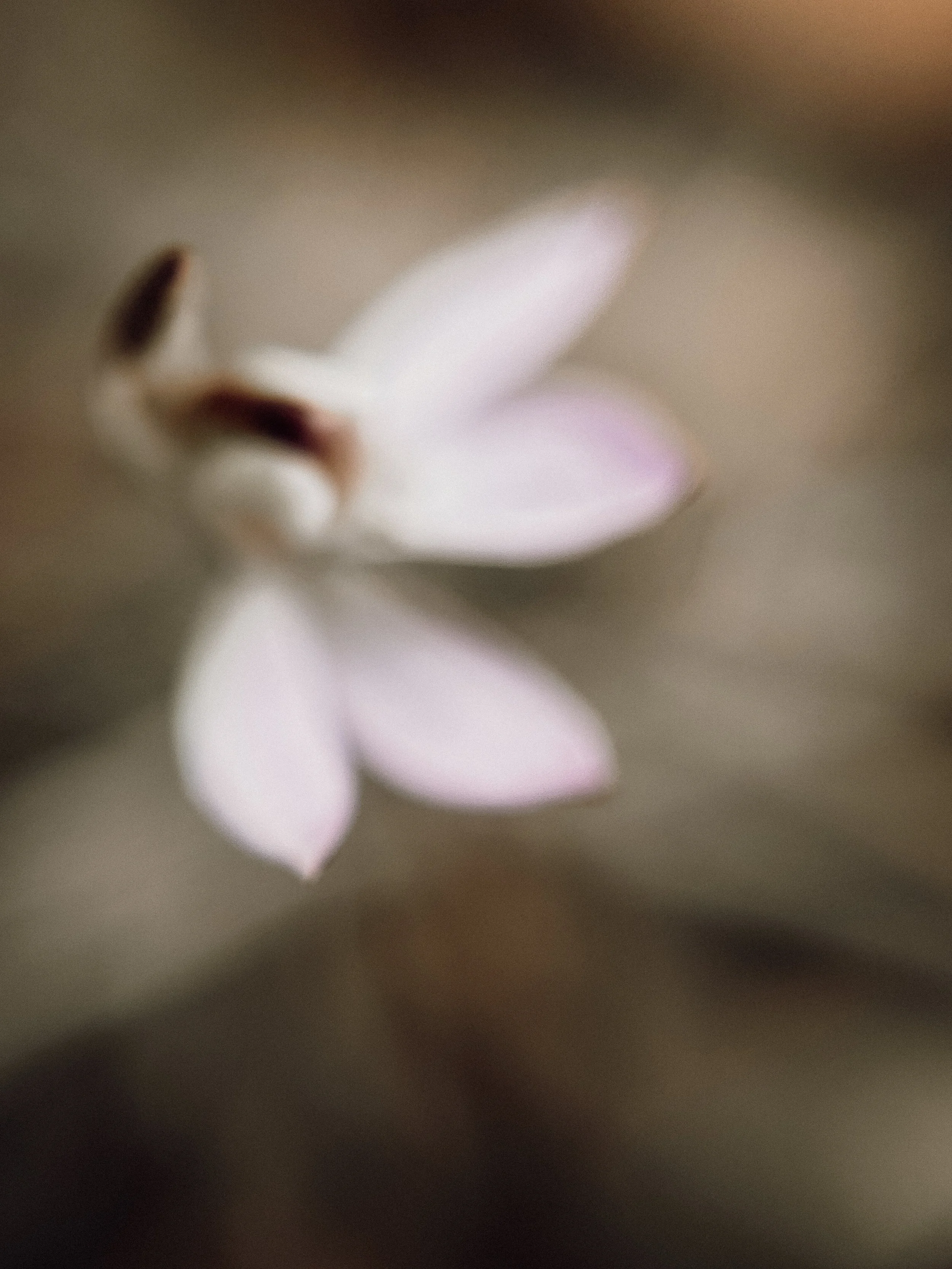 Caladenia fuscata, 2026.