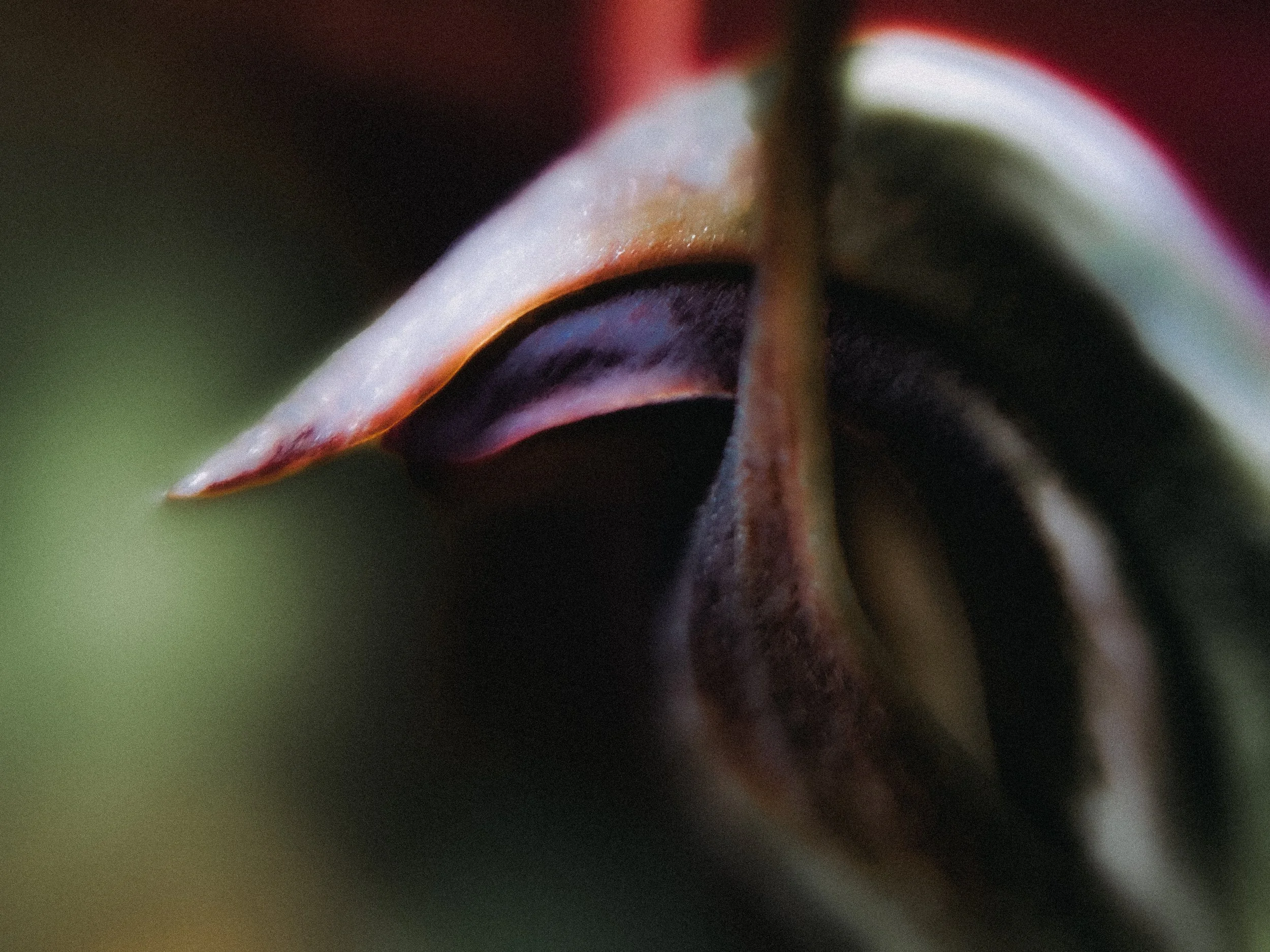 Pterostylis pedunculata II, 2026.