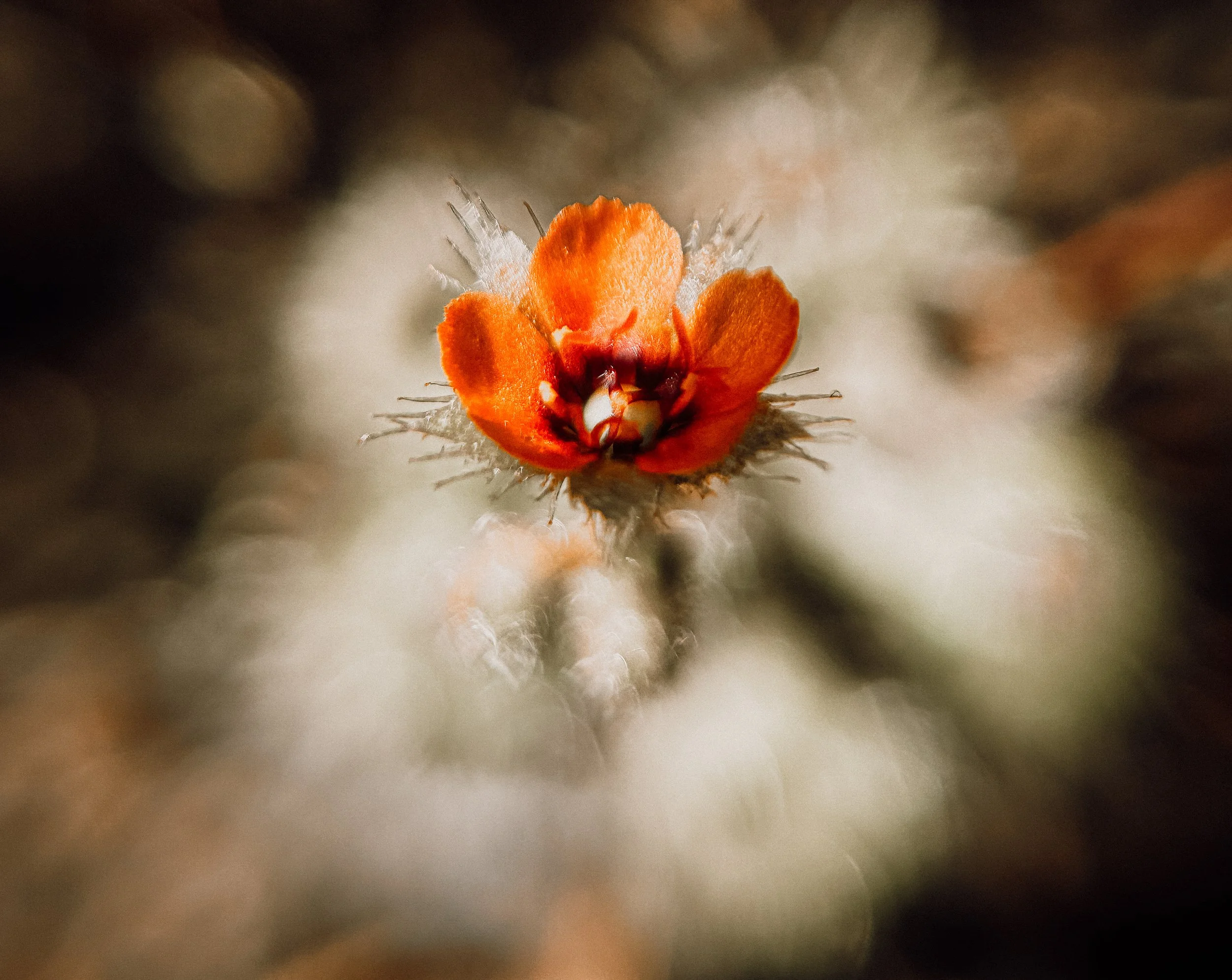 Drosera glanduligera, 2026.