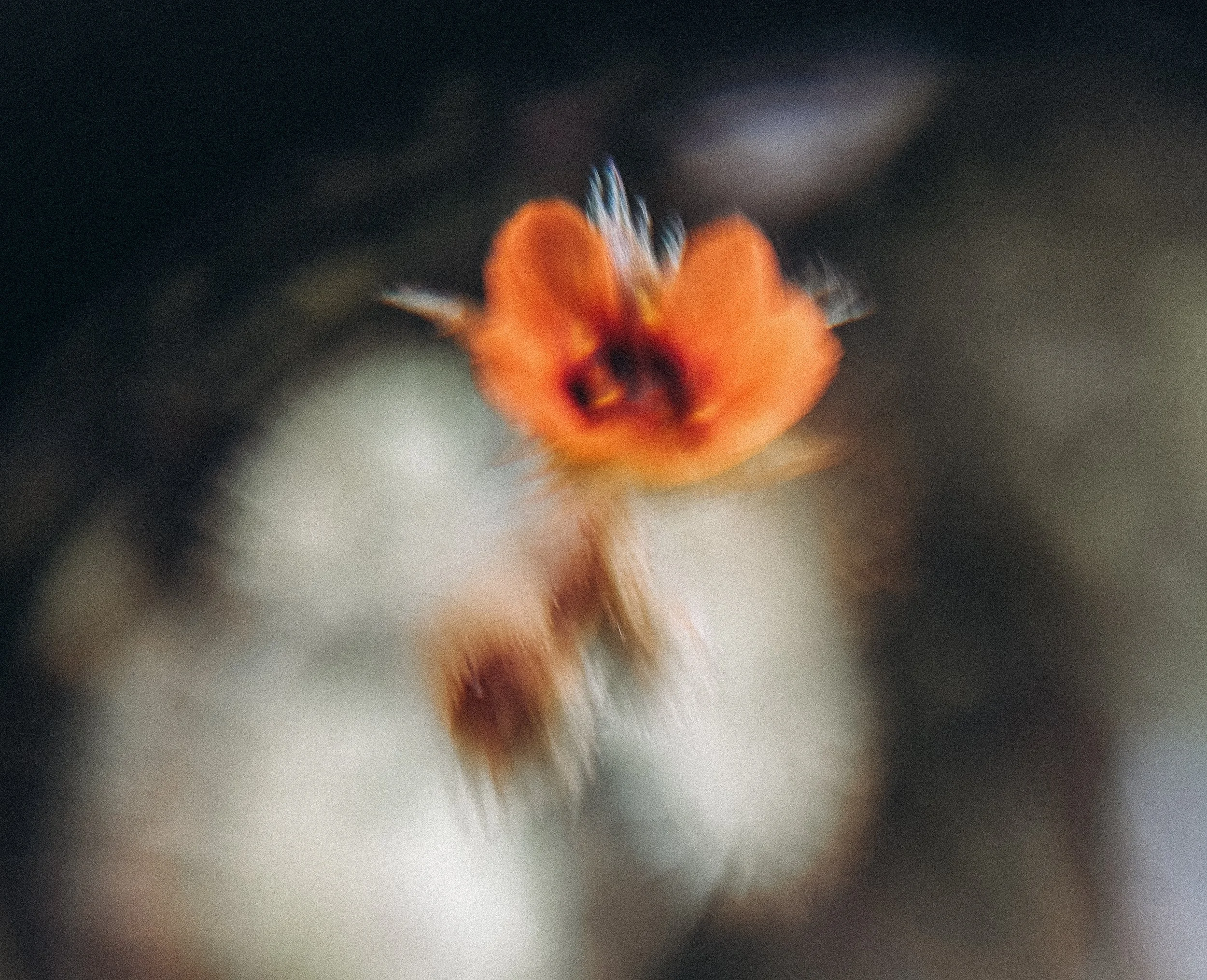 And in that moment falling (Drosera glanduligera), 2026.