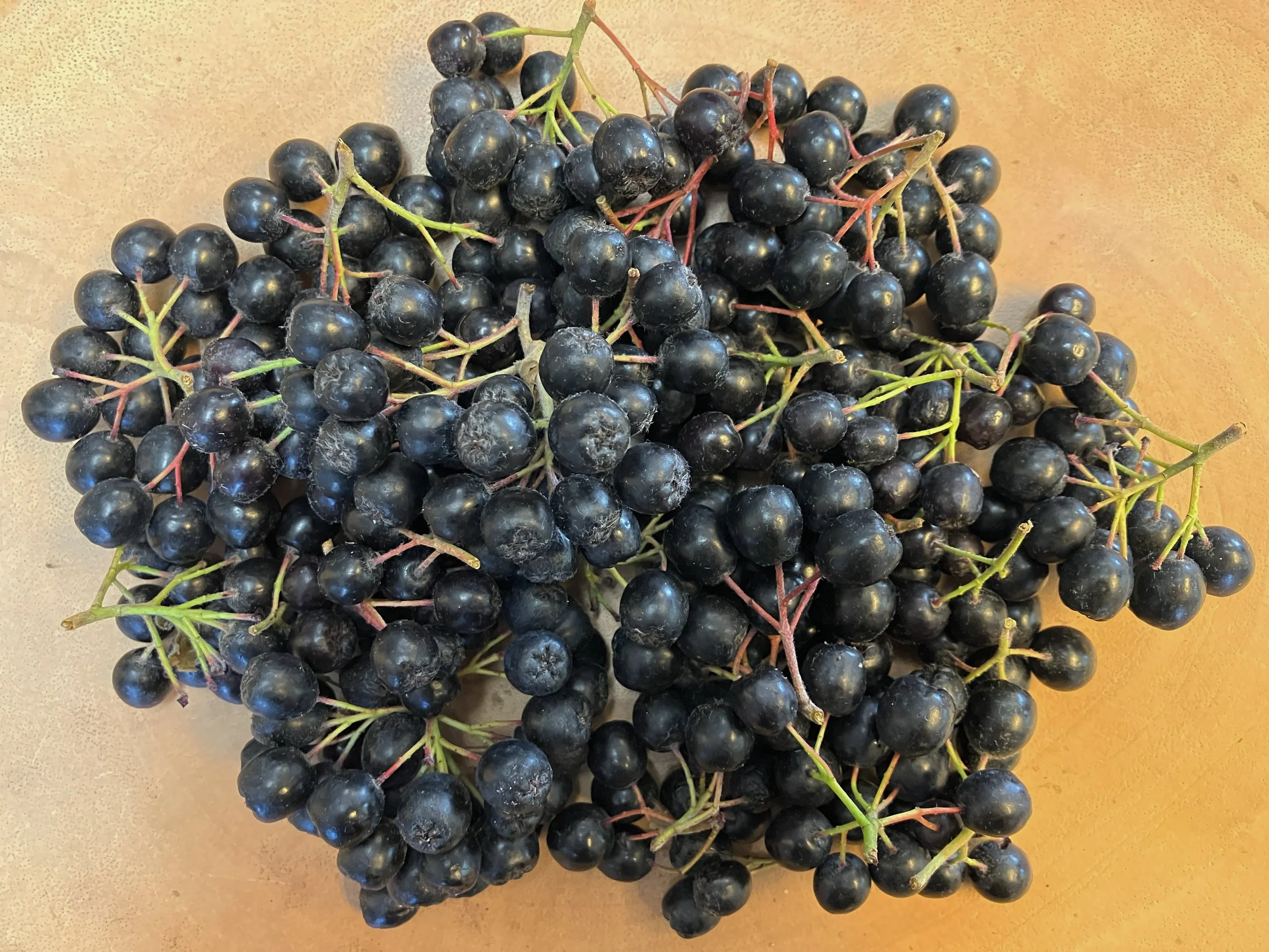 You-Pick Aronia at the NW Herbal Fair!  The local acai berry alternative!

We have about 150 pounds of ripe Aronia berries (Chokeberry) ready to pick at the @friendsofthetreesbotanicals farm during the gathering.

$4.50/lb

Aronia is considered one o