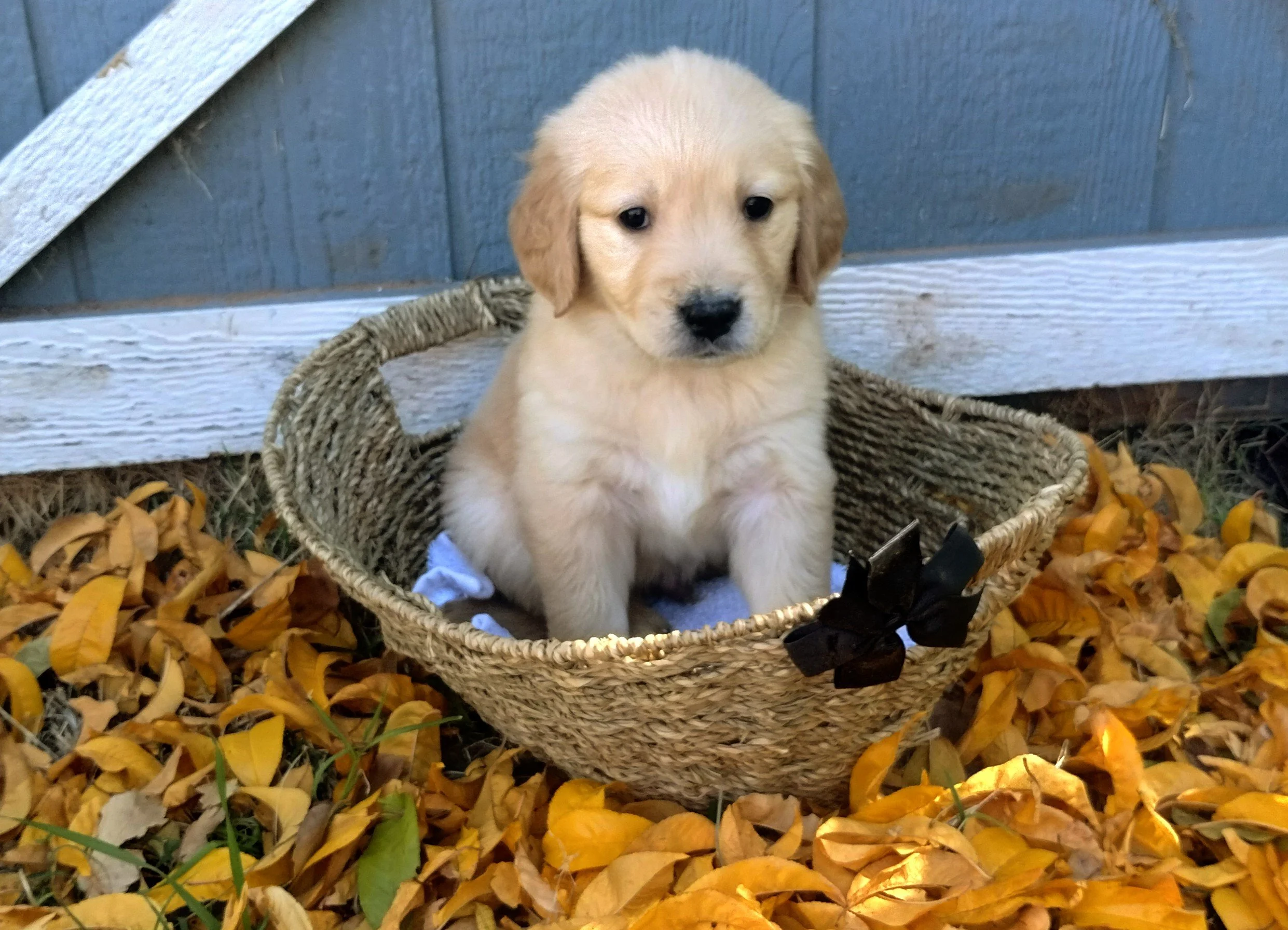 A cute yellow Labrador puppy sitting in a wicker basket surrounded by fall leaves, in front of a blue wooden fence.