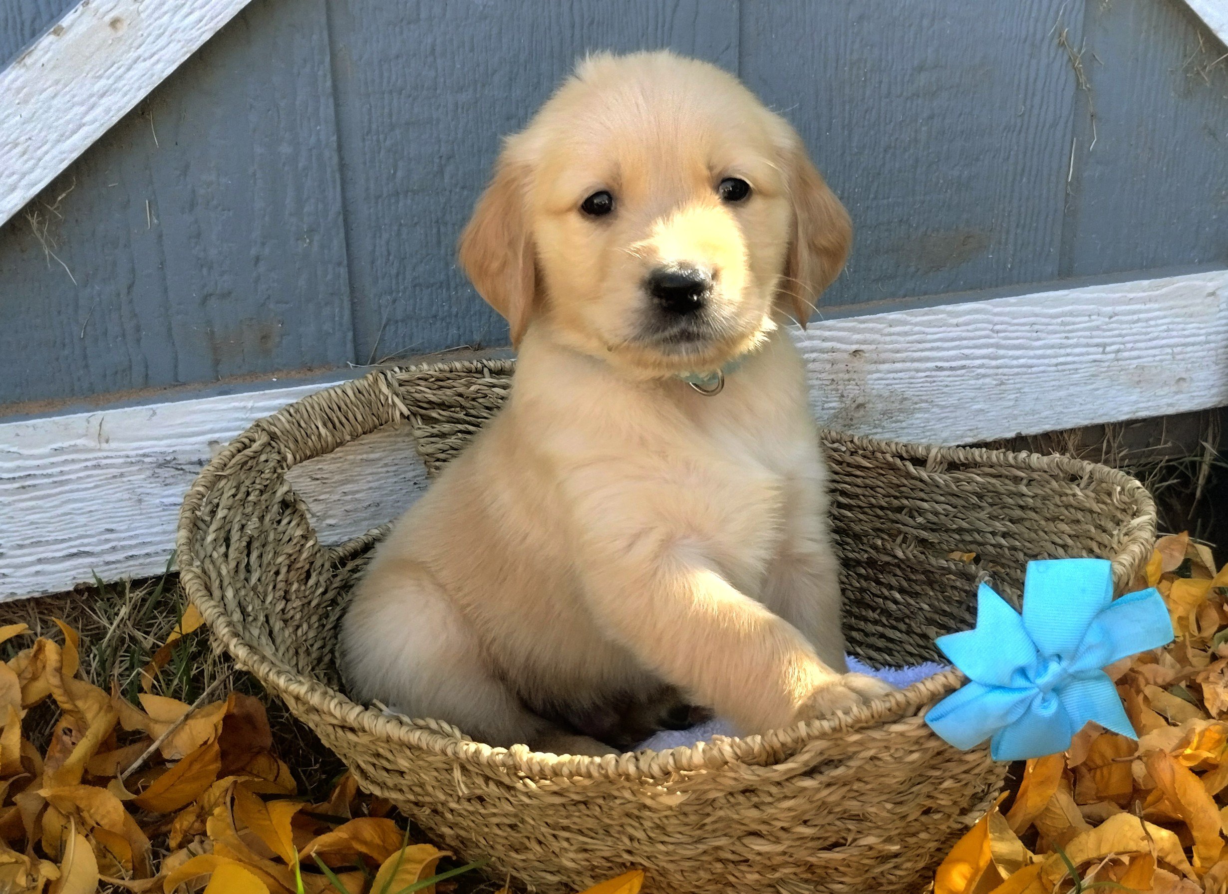 A golden retriever puppy sitting in a small woven basket with a blue bow, surrounded by fallen yellow leaves outdoors, against a blue wooden fence.