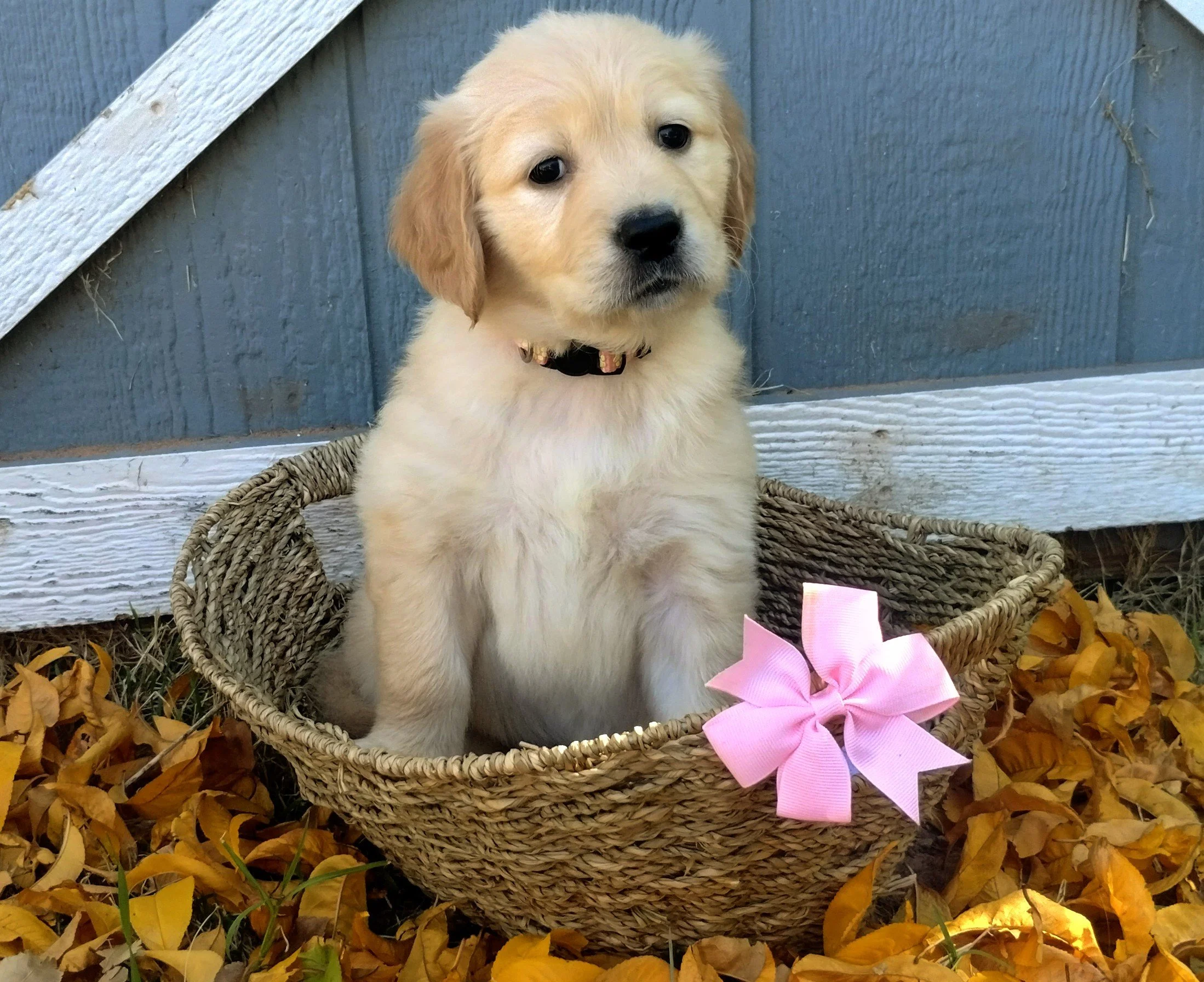 A cute golden retriever puppy sitting in a wicker basket with a pink bow, surrounded by yellow autumn leaves, with a blue wooden fence in the background.