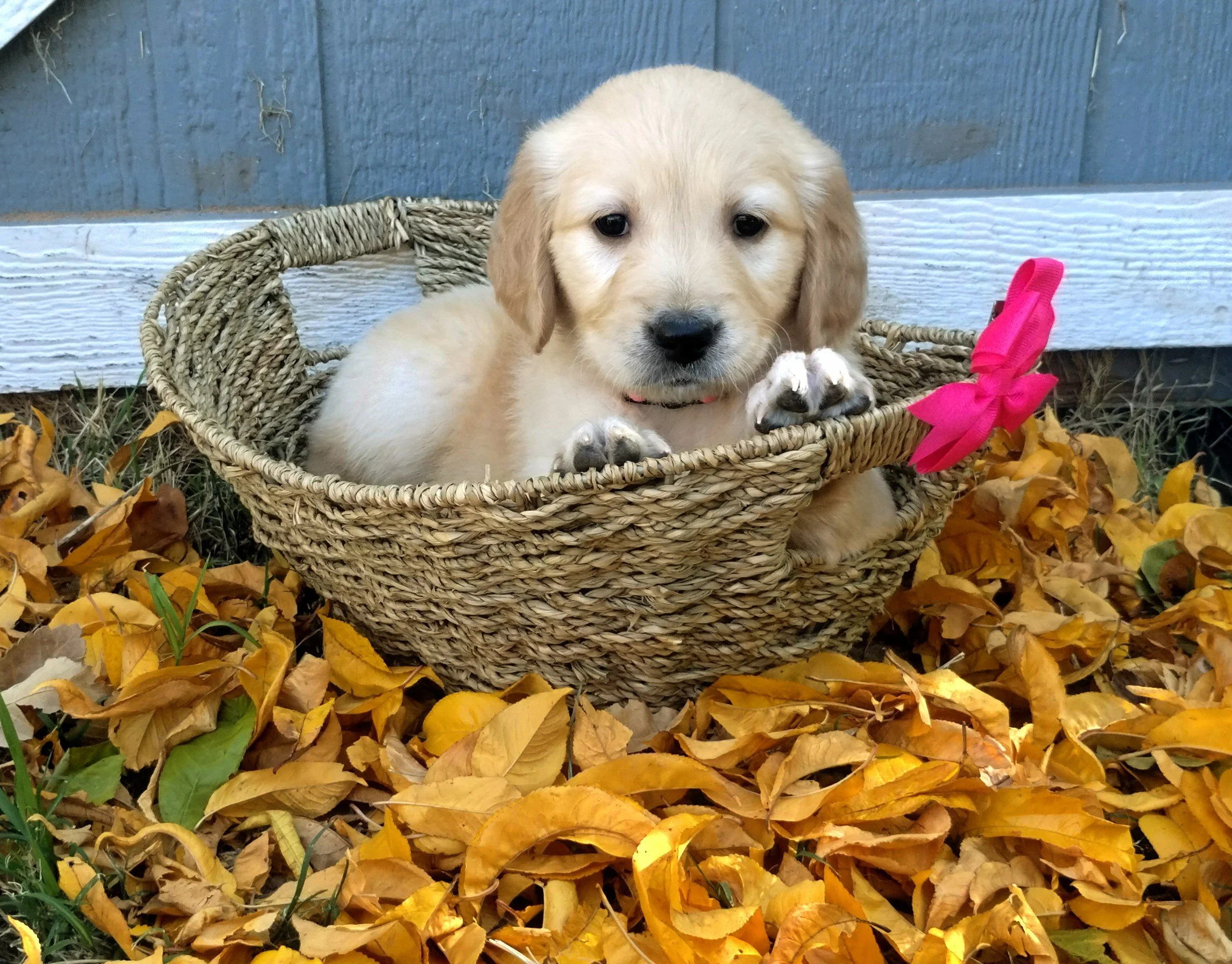 A puppy with cream-colored fur sitting in a woven basket among fallen yellow leaves. The basket has a pink ribbon on the side, and the puppy is resting its paws on the edge, looking at the camera with a curious expression.