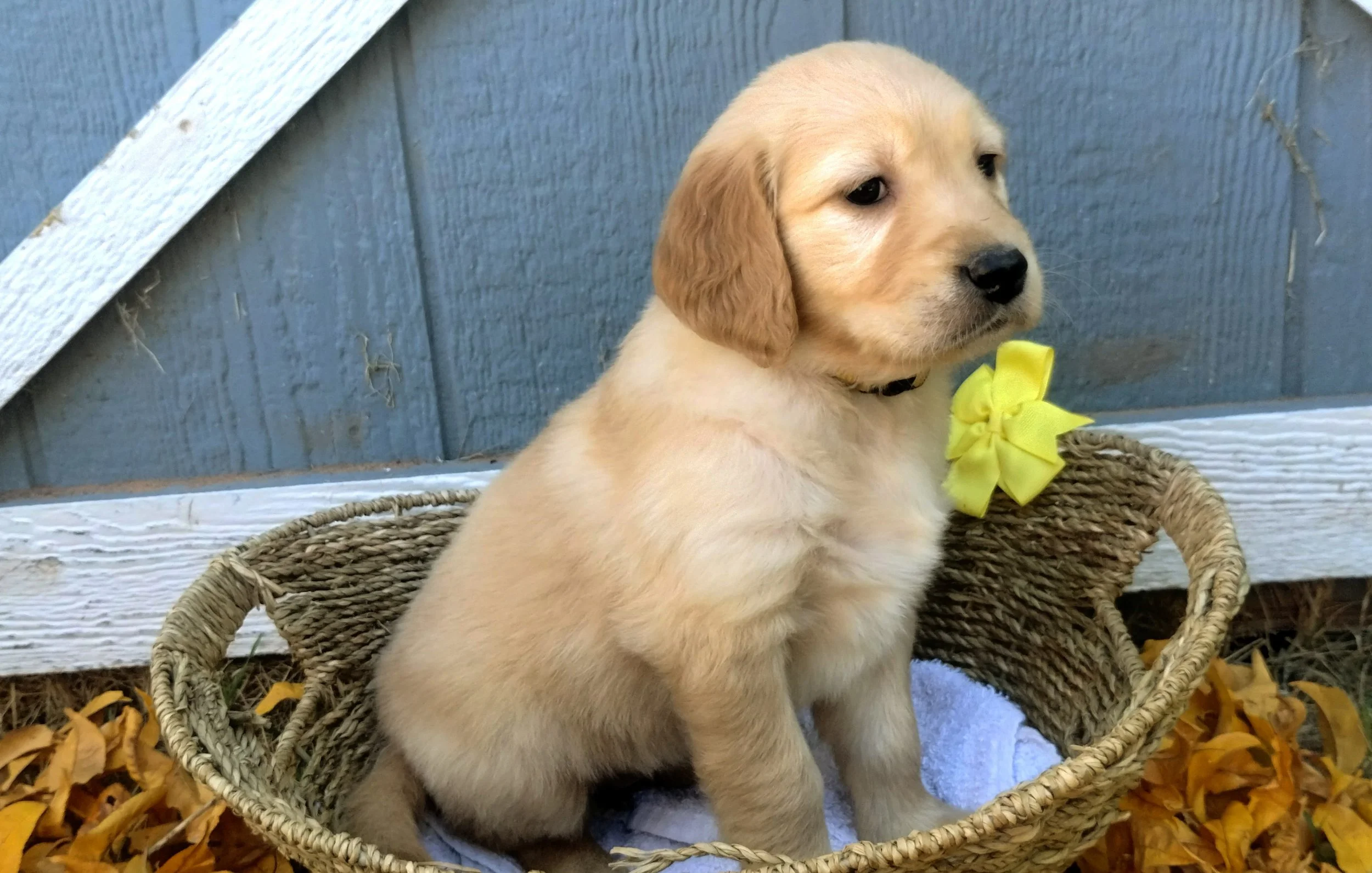A yellow Labrador Retriever puppy sitting in a wicker basket with a yellow bow around its neck, surrounded by fallen autumn leaves, against a blue wooden fence background.
