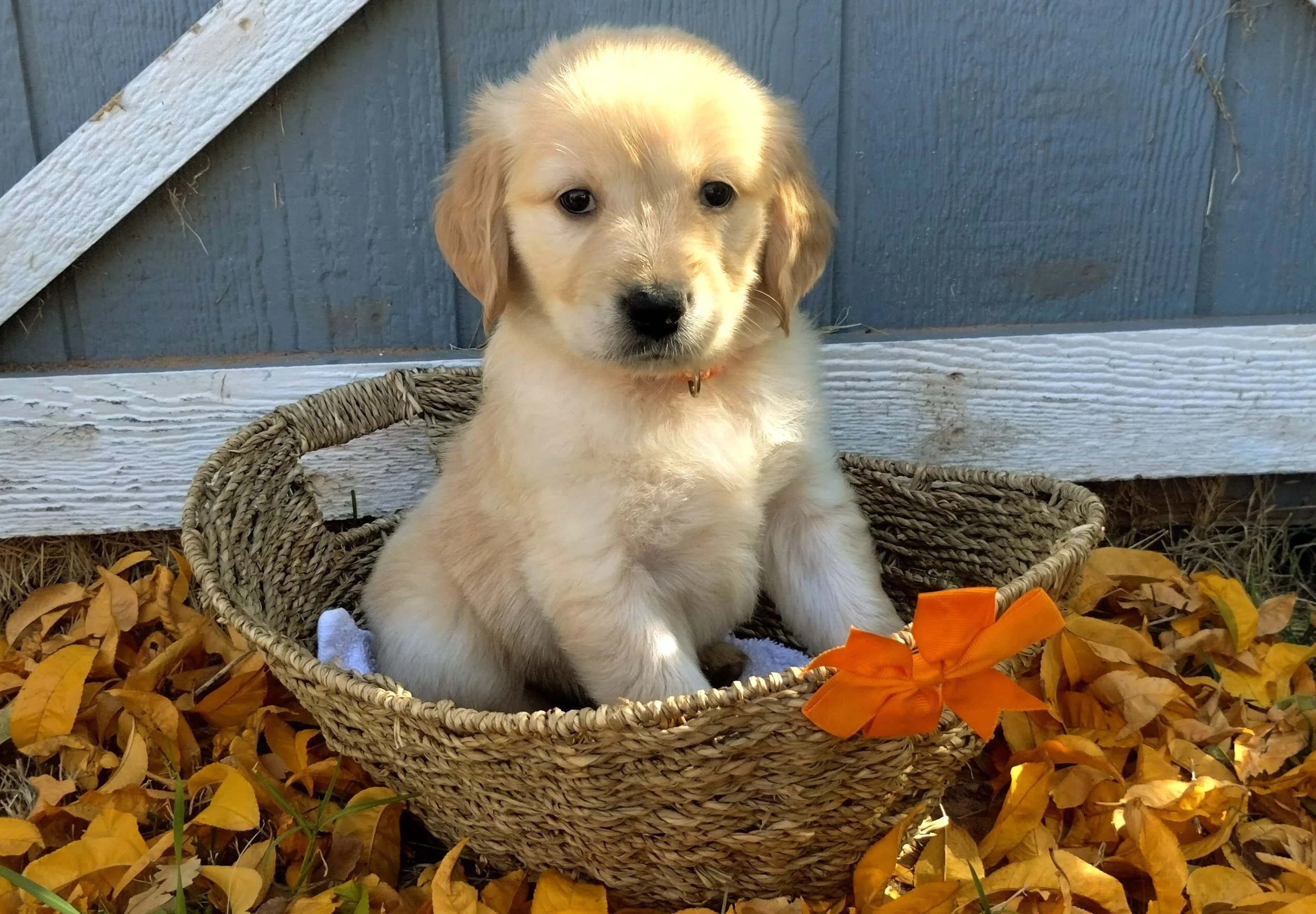 A cute golden retriever puppy sitting in a woven basket outdoors, surrounded by fallen yellow leaves, with a blue wooden fence in the background.