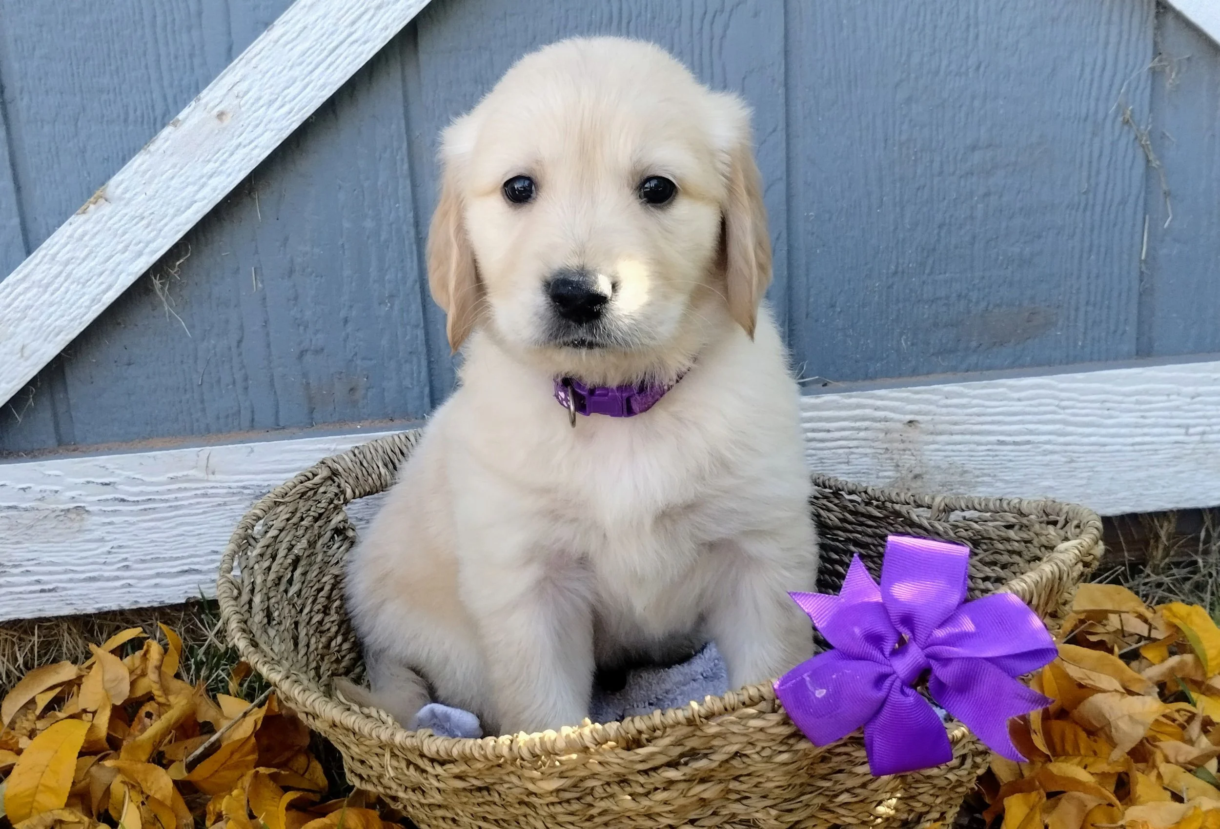 A adorable golden retriever puppy sitting in a wicker basket with a purple bow tied to the side. The puppy has a purple collar and is surrounded by fallen autumn leaves, with a weathered blue wooden fence in the background.