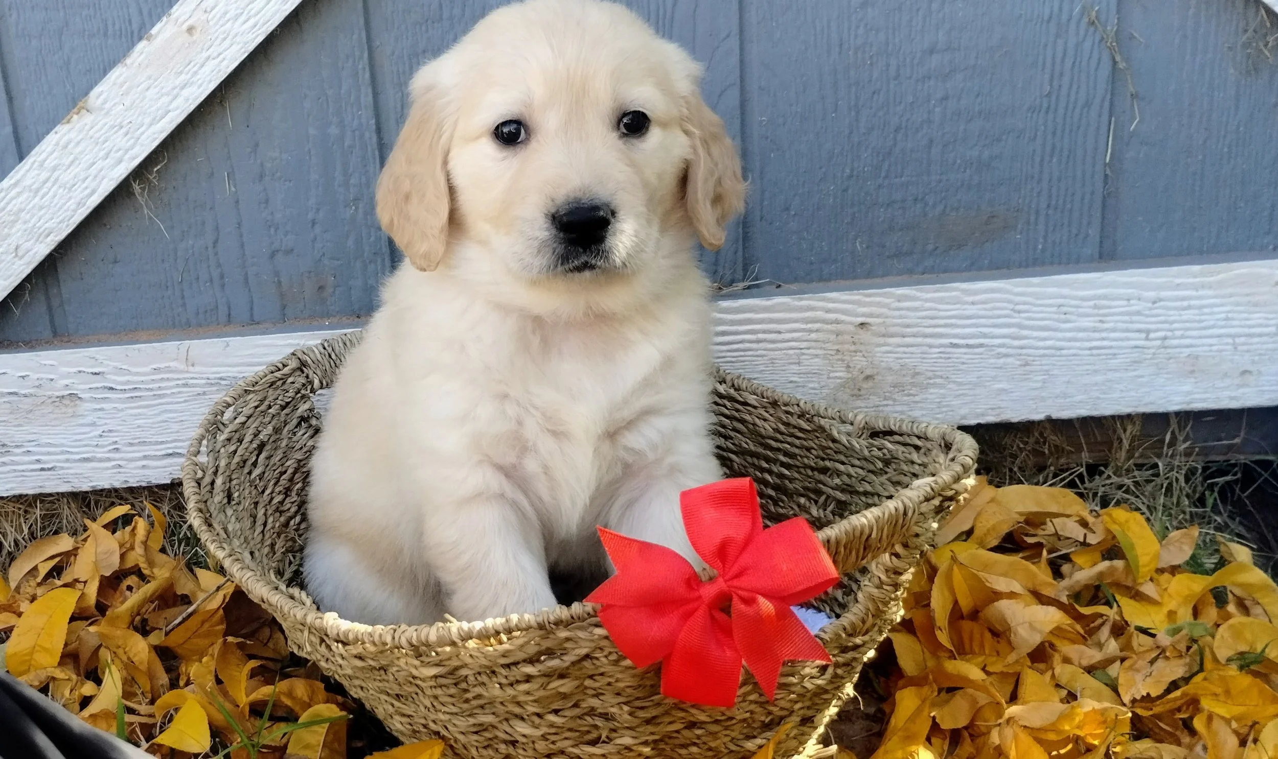 A cute puppy with light-colored fur sitting in a wicker basket decorated with a red bow. The puppy has floppy ears and dark eyes, and the basket is placed among fallen yellow leaves near a blue wooden fence.