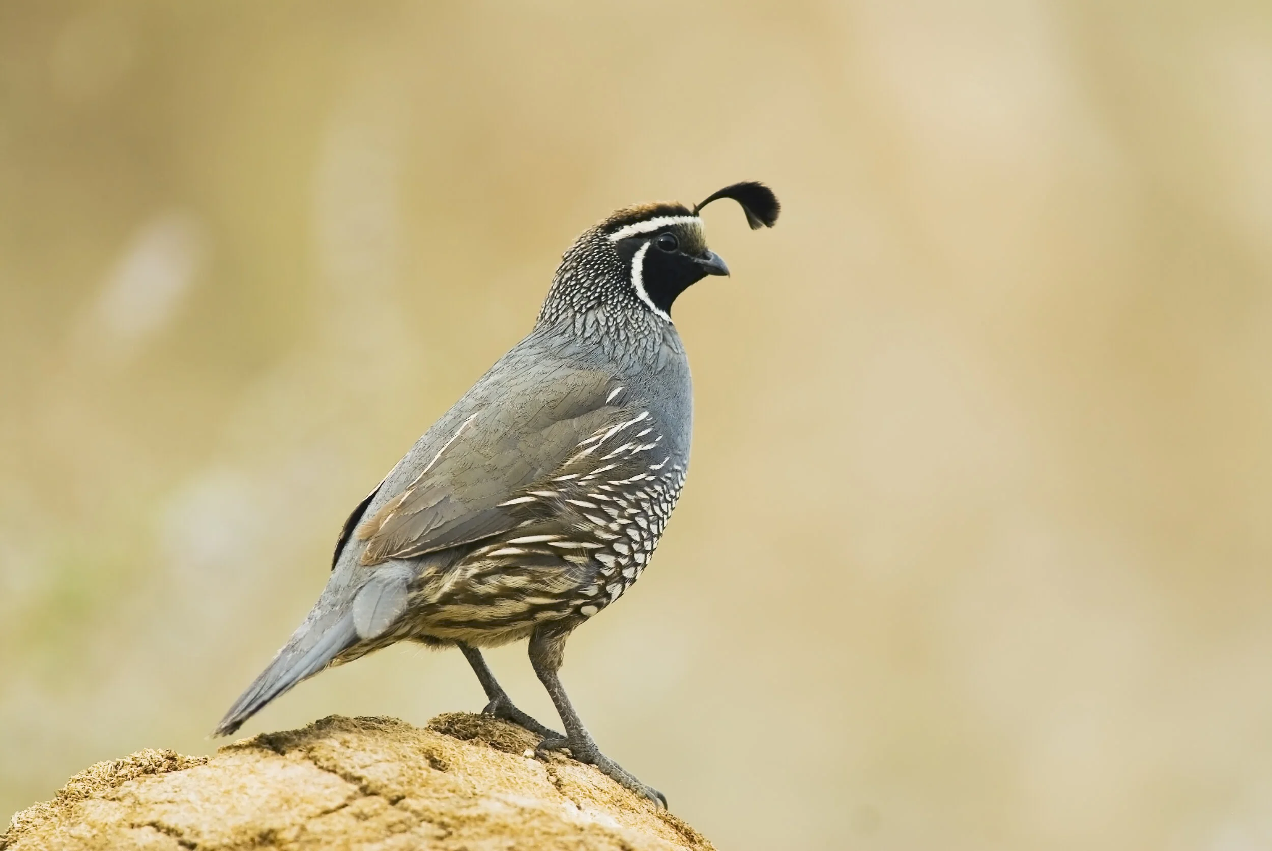 wildquail