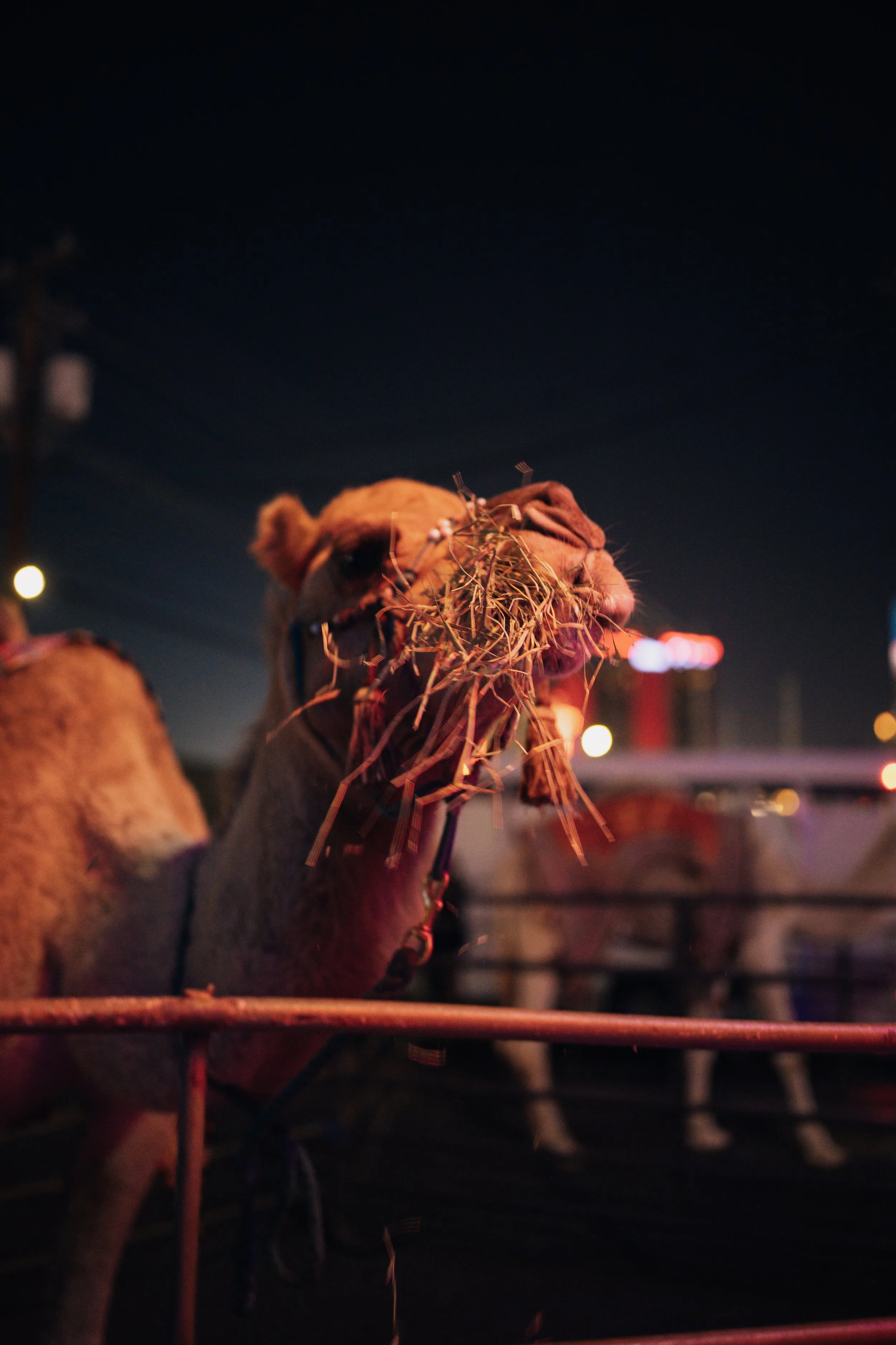 Camel at birthday party. Luxe Arabian Night's Birthday Party in Las Vegas.  Luxury Event Planner Andrea Eppolito.  Images be MESUS Studio.