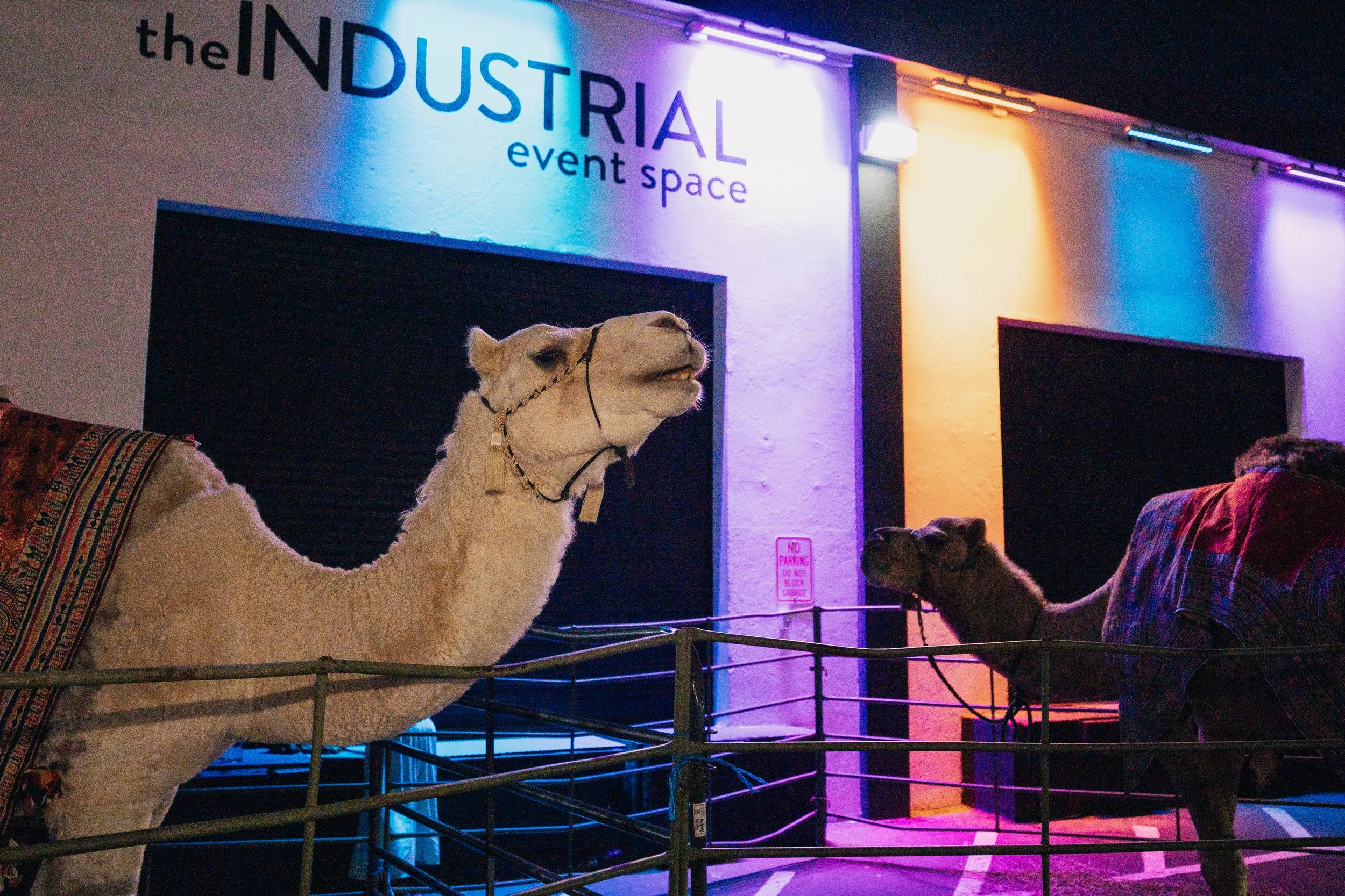 Camels at Arabian Nights Birthday Party. Las Vegas Party Planner Andrea Eppolito.  Photo by MESUS Studios.