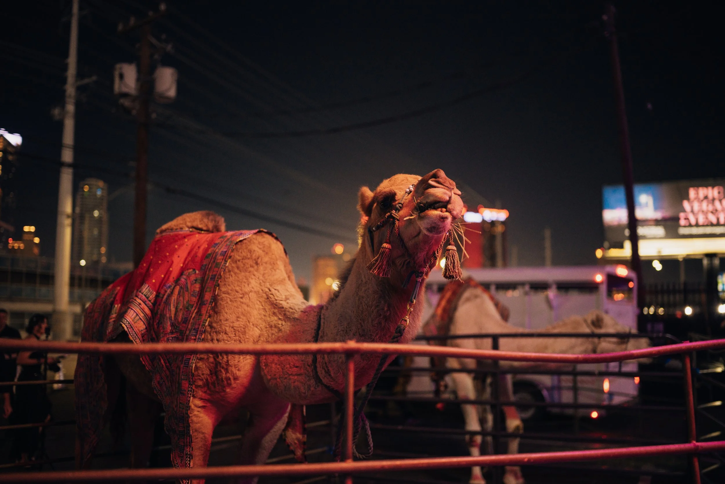 Camels at special events. Luxe Arabian Night's Birthday Party in Las Vegas.  Luxury Event Planner Andrea Eppolito.  Images be MESUS Studio.
