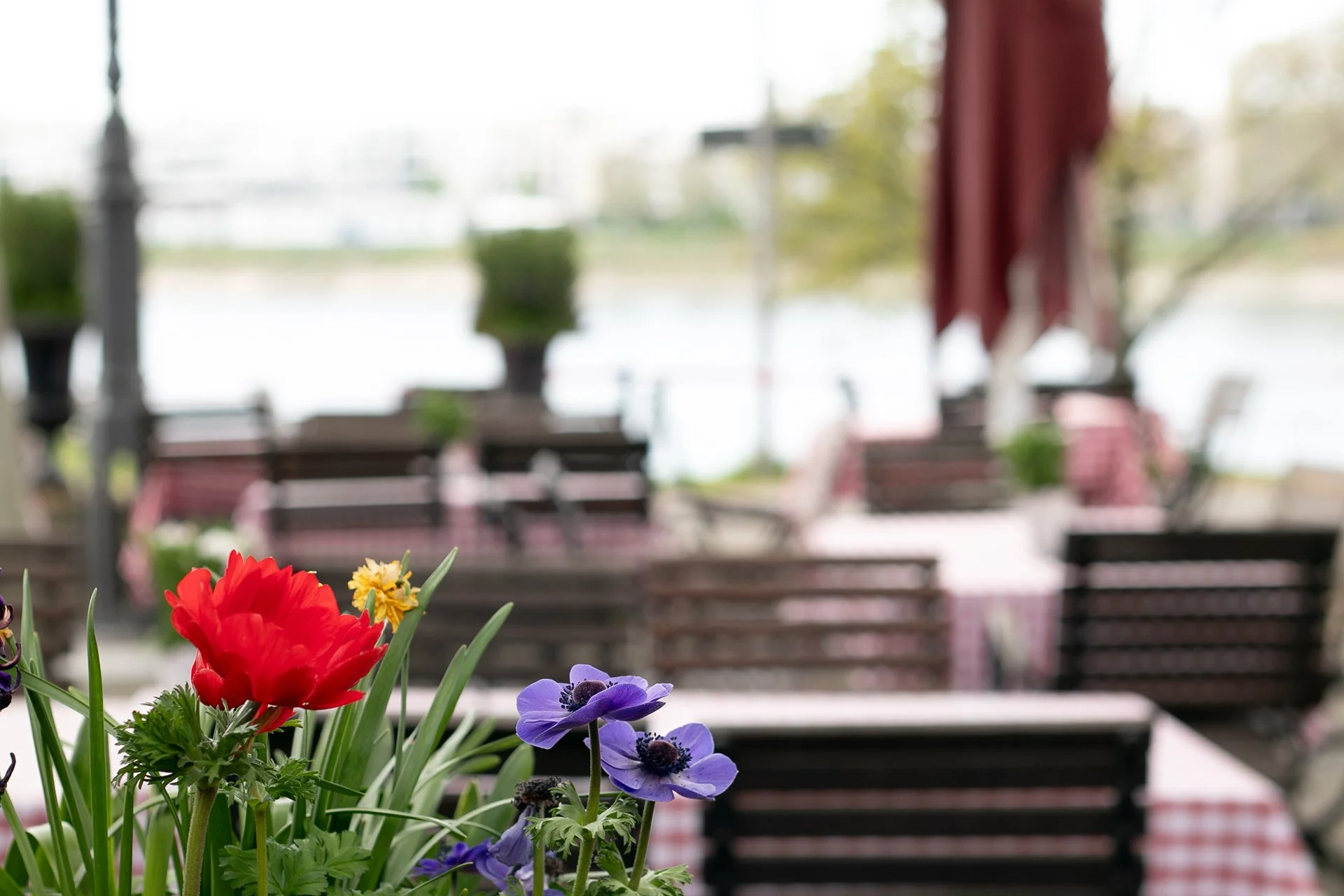 Rheinterrassen Gasthaus Am Fluss Rheinpromenade 15 68163 Mannheim Gasthaus am Fluss - Rheinterrassen