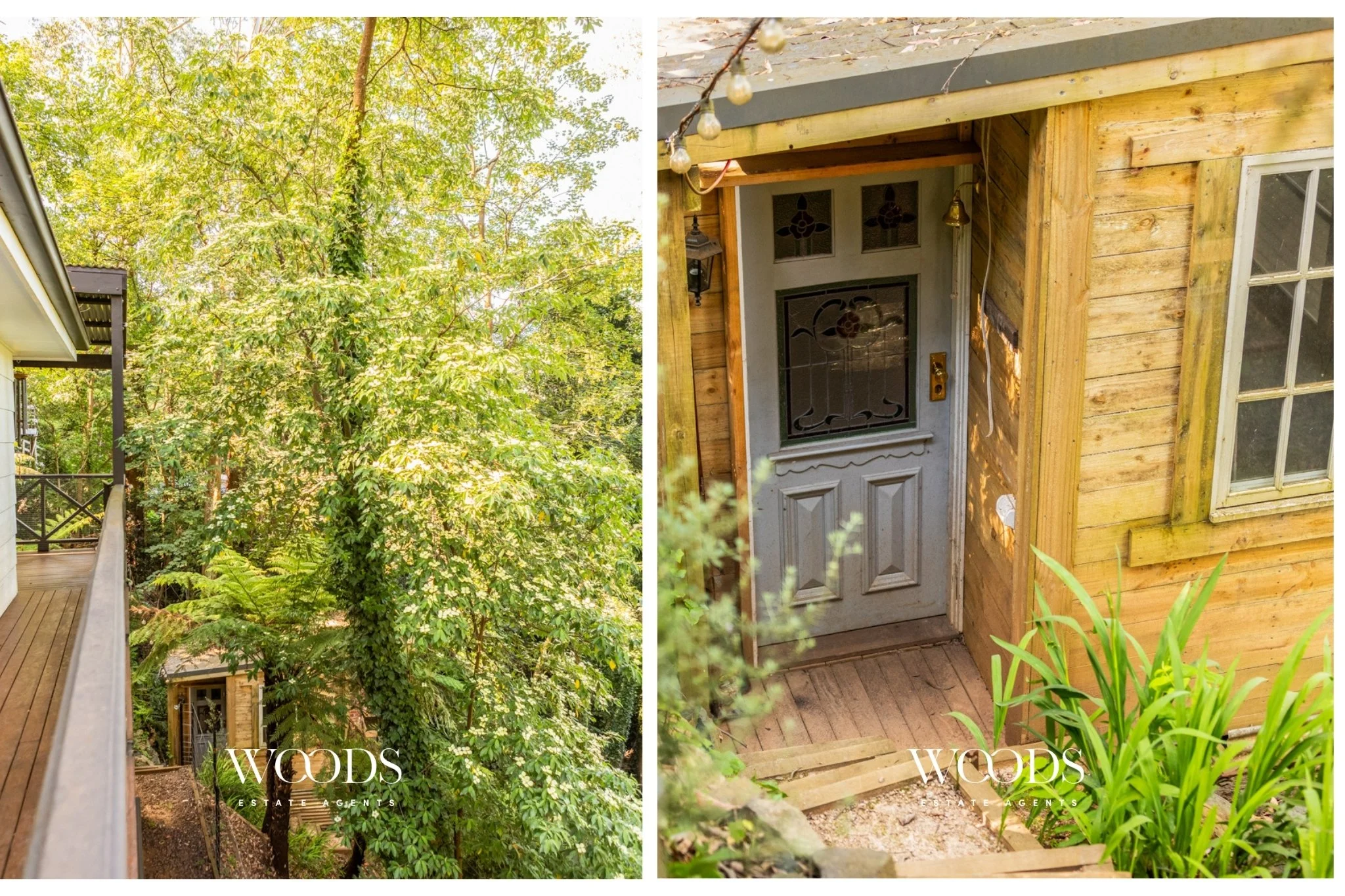 338 MDTR Sassafras.jpg