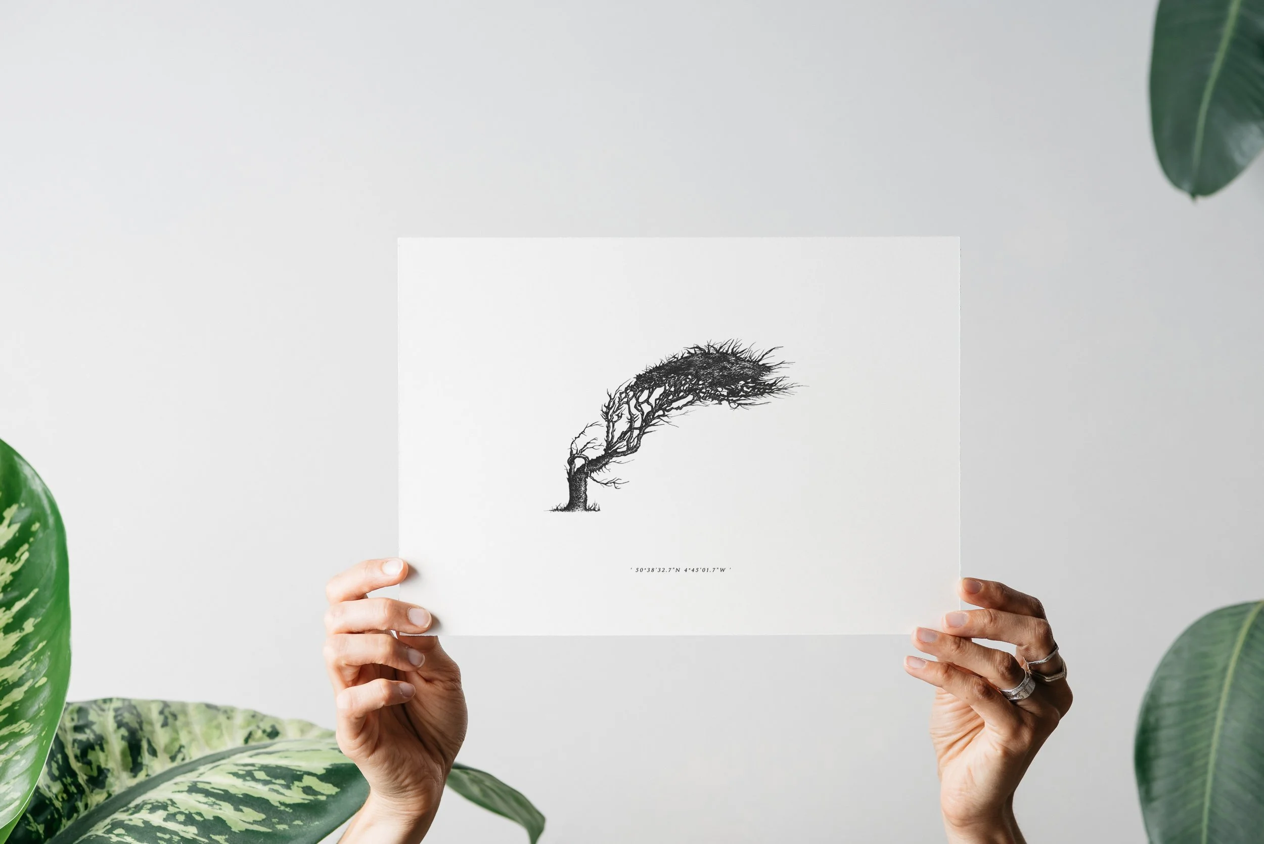 Wind Pruned Tree - Trebarwith
