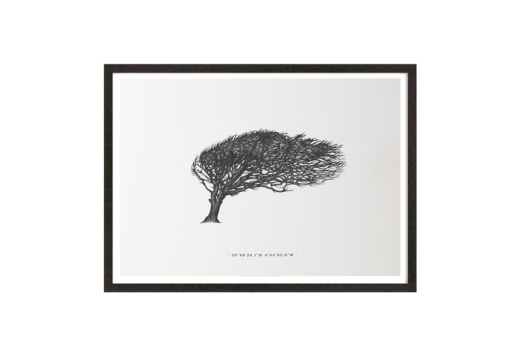Wind Pruned Tree - Bossiney Cove