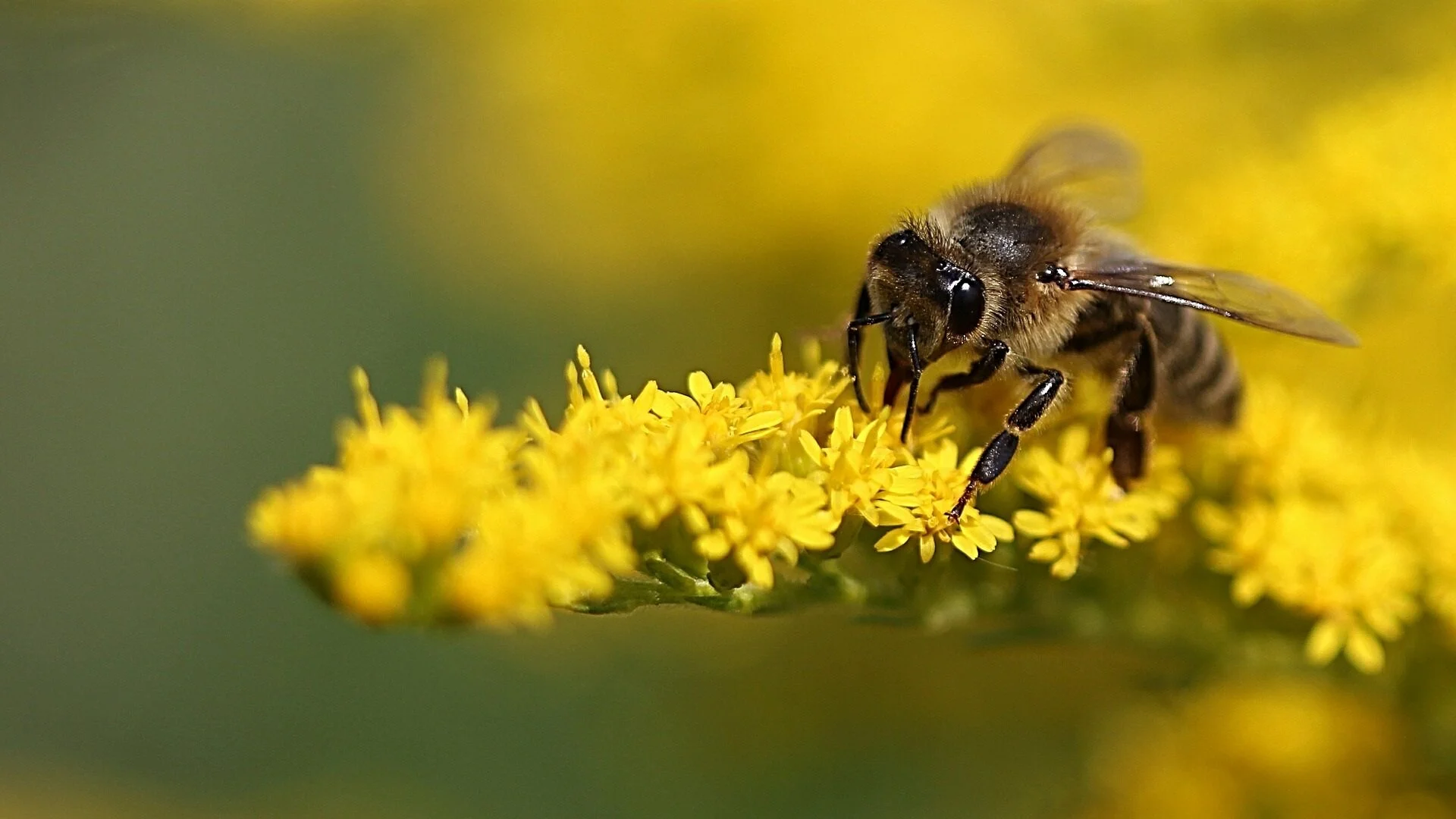 Bee sitting on a flower.