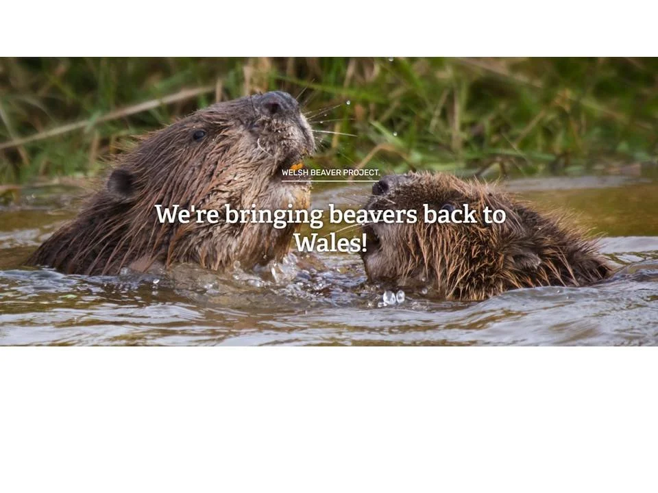 Everything you need to know about Beaver Reintroduction