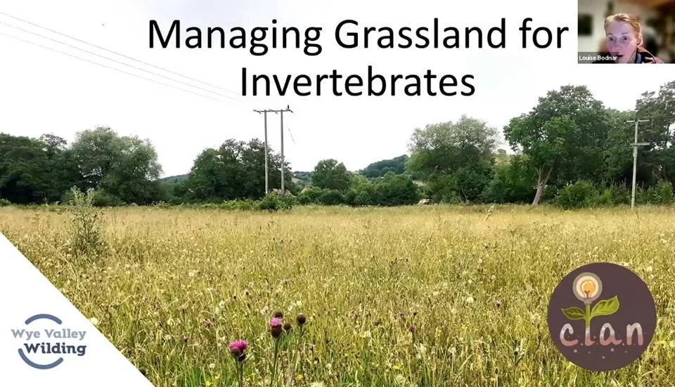 Managing Grasslands for Invertebrates