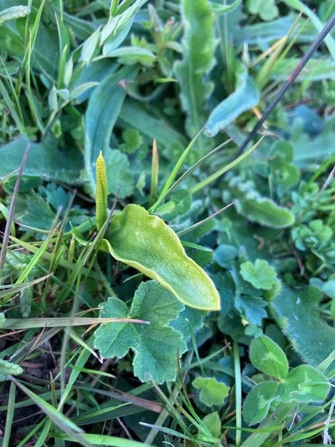 Visit to Lower Bridge Meadow