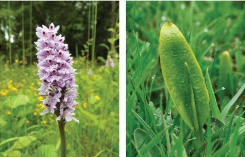 Meadow Management training event 
