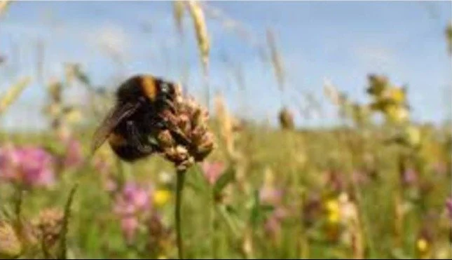Grassland Invertebrate training event