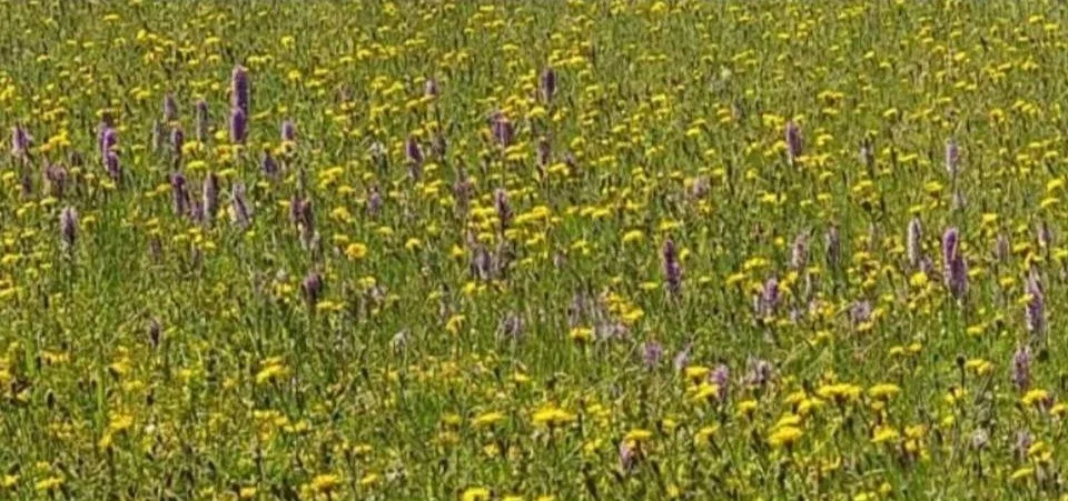 Visit to the Hay meadows at Box Bush Farm, Capel y ffin 