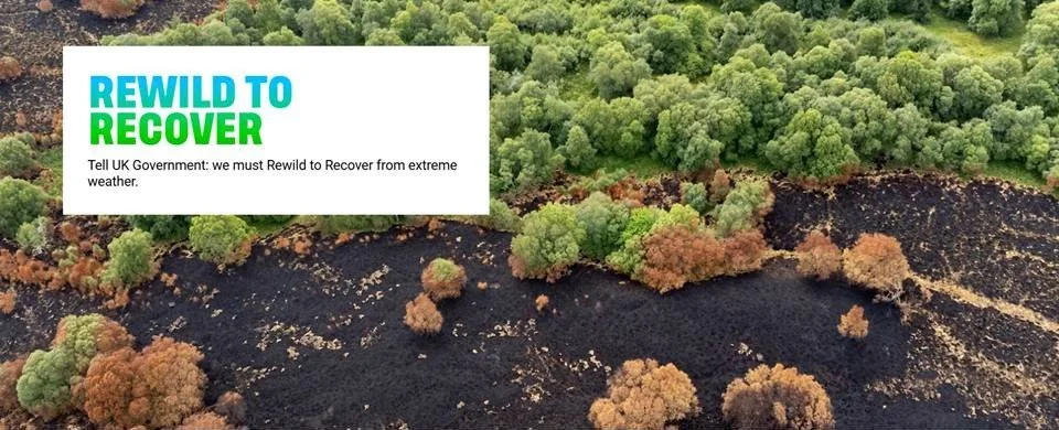 Rewild to Recover