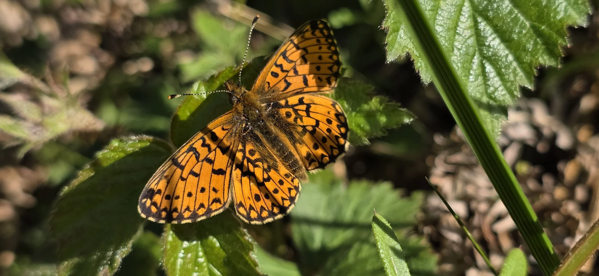 Small pearl-bordered fritillary