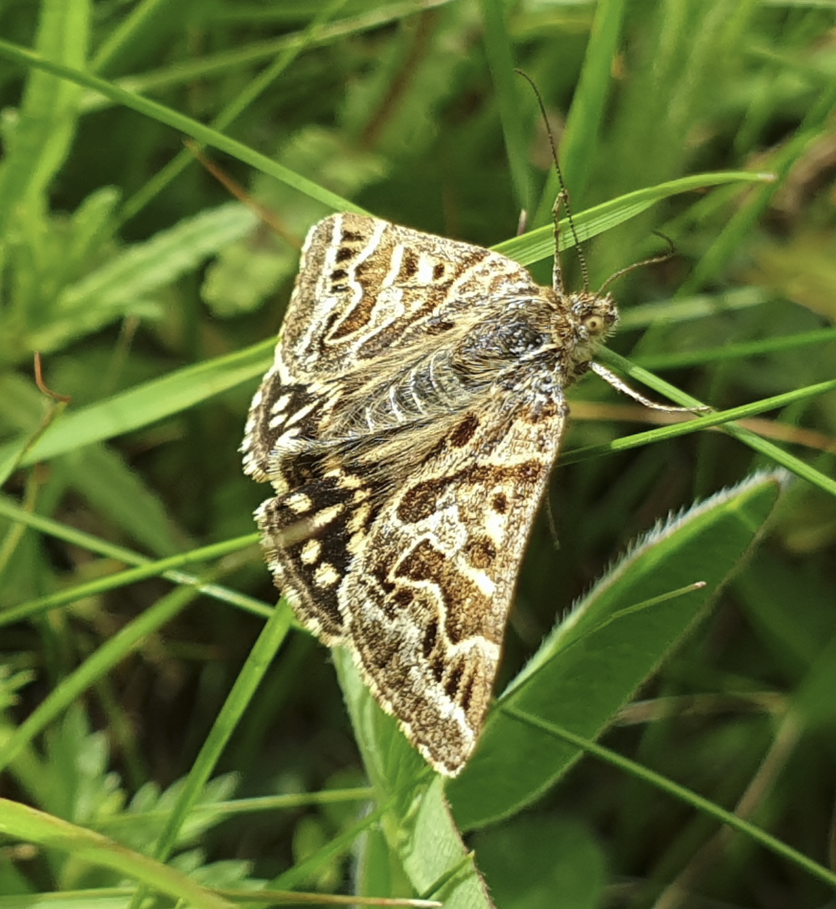 Mother shipton moth