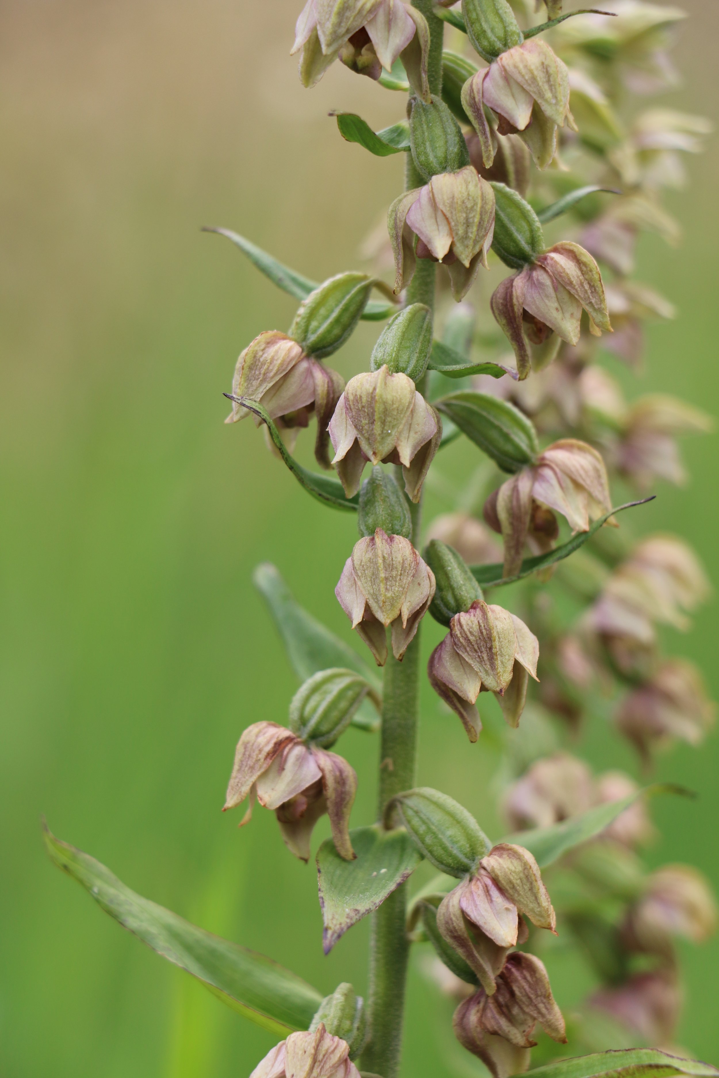 Broad-leaved helleborine