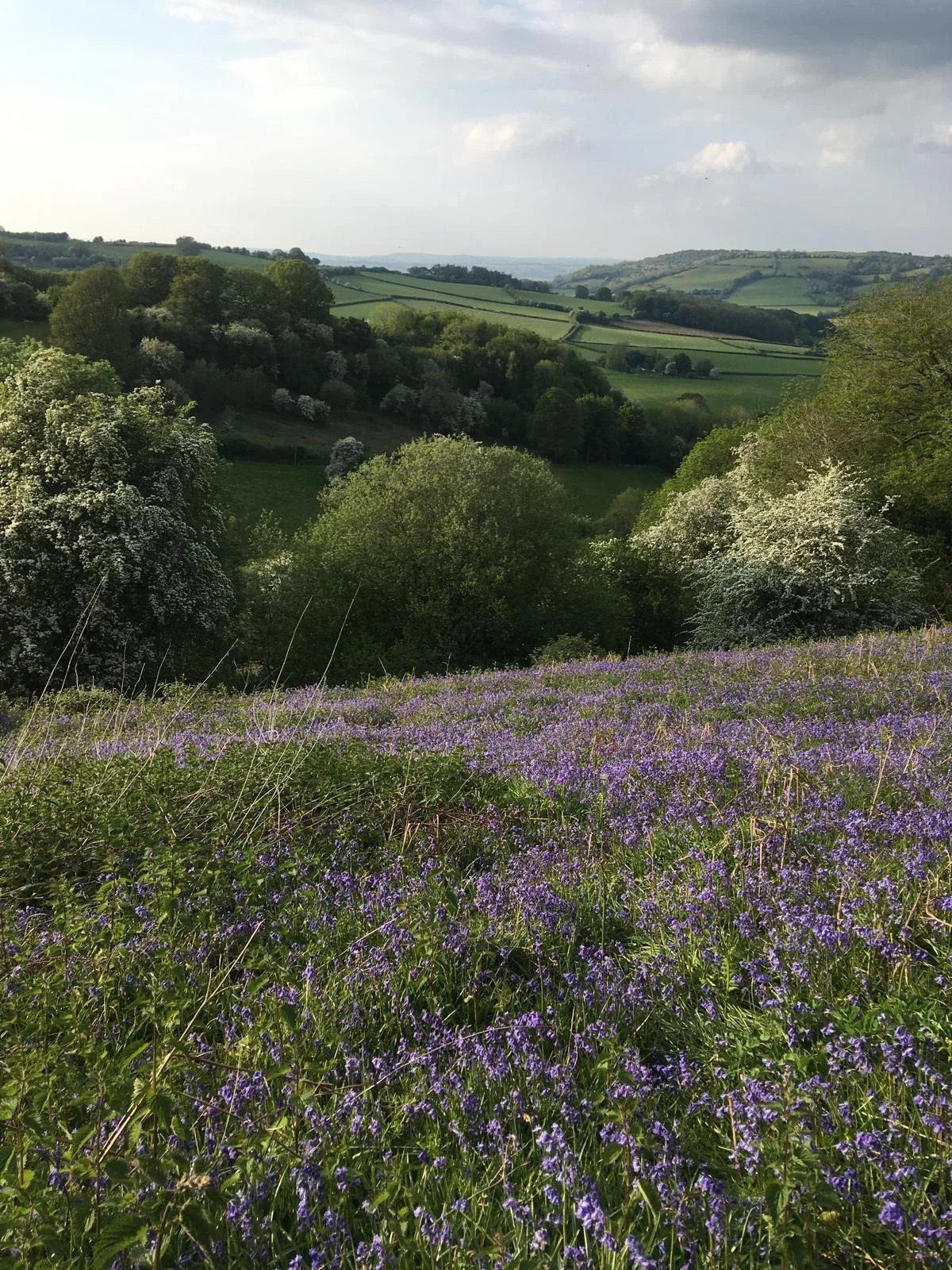 Bluebells at Beddw Credit Jodi Knott.jpg