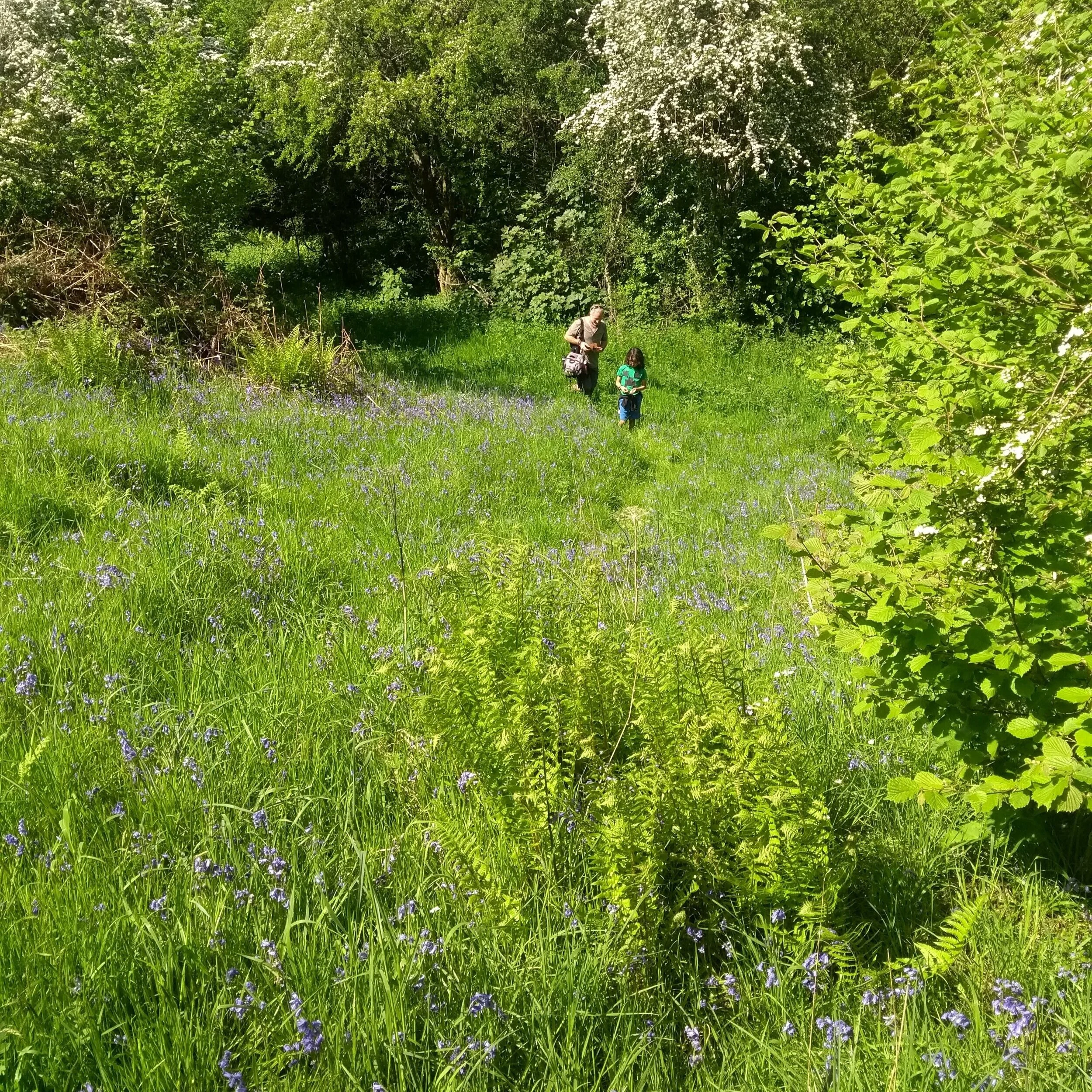 Oakwood, Forest of Dean