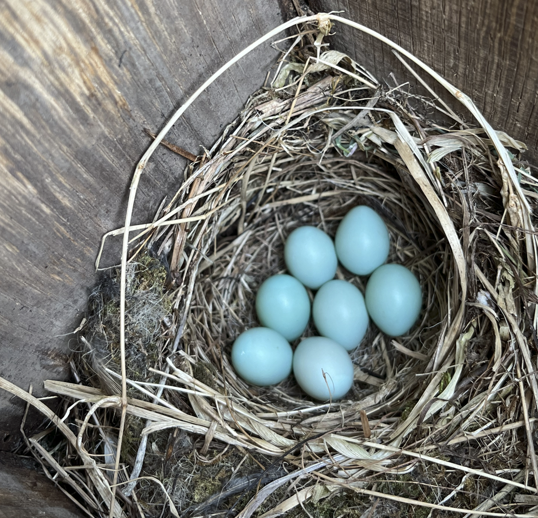 Pied Flycatcher nest
