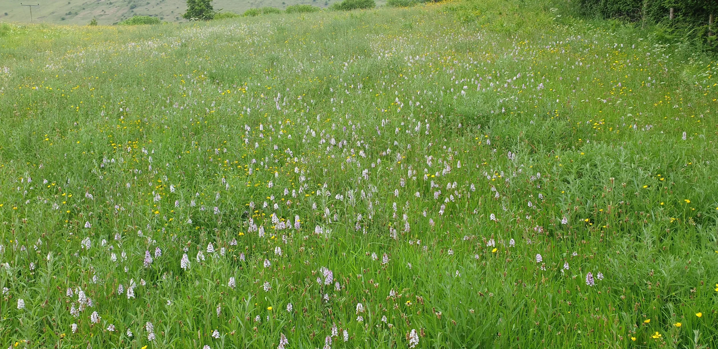 Heath & Common spotted orchids
