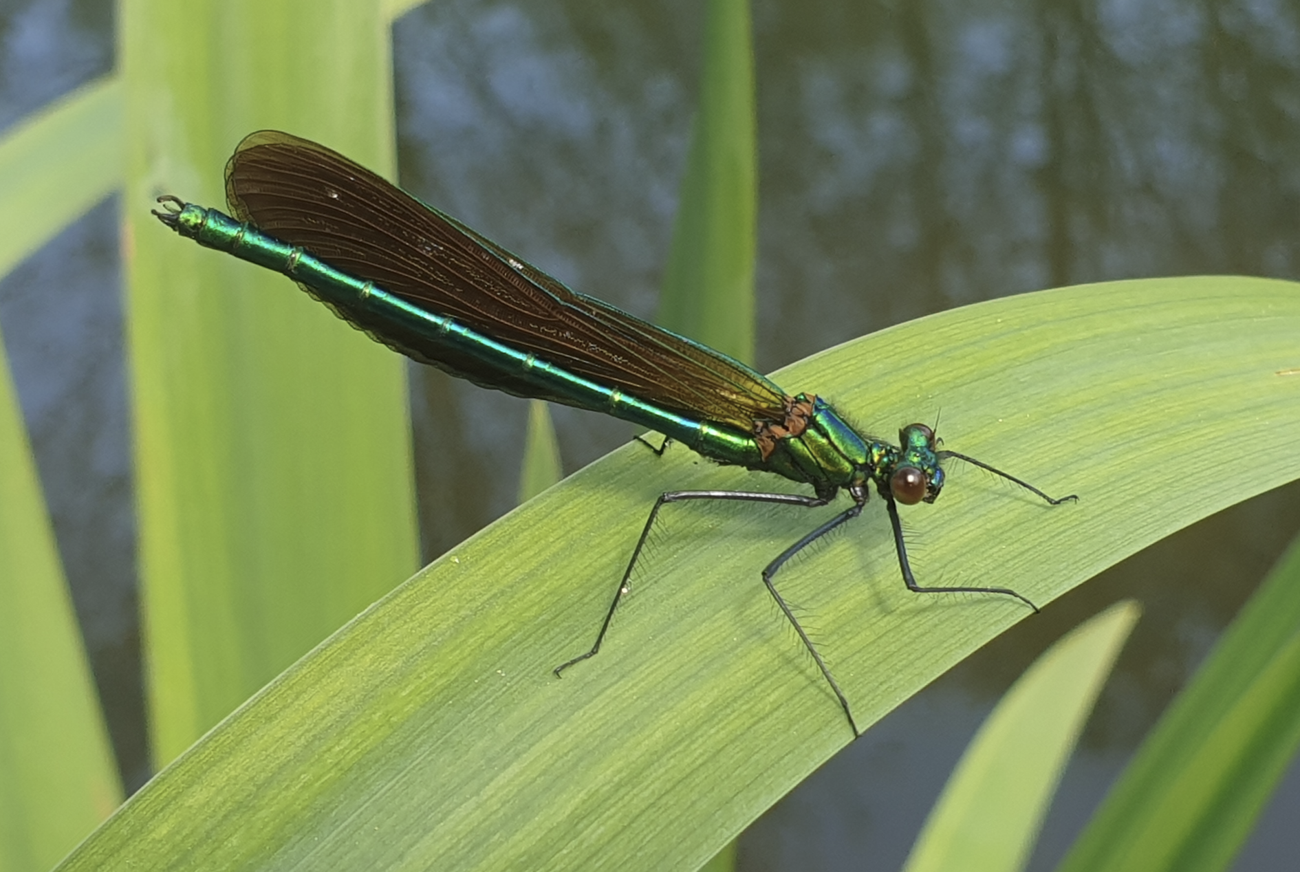 Beautiful demoiselle