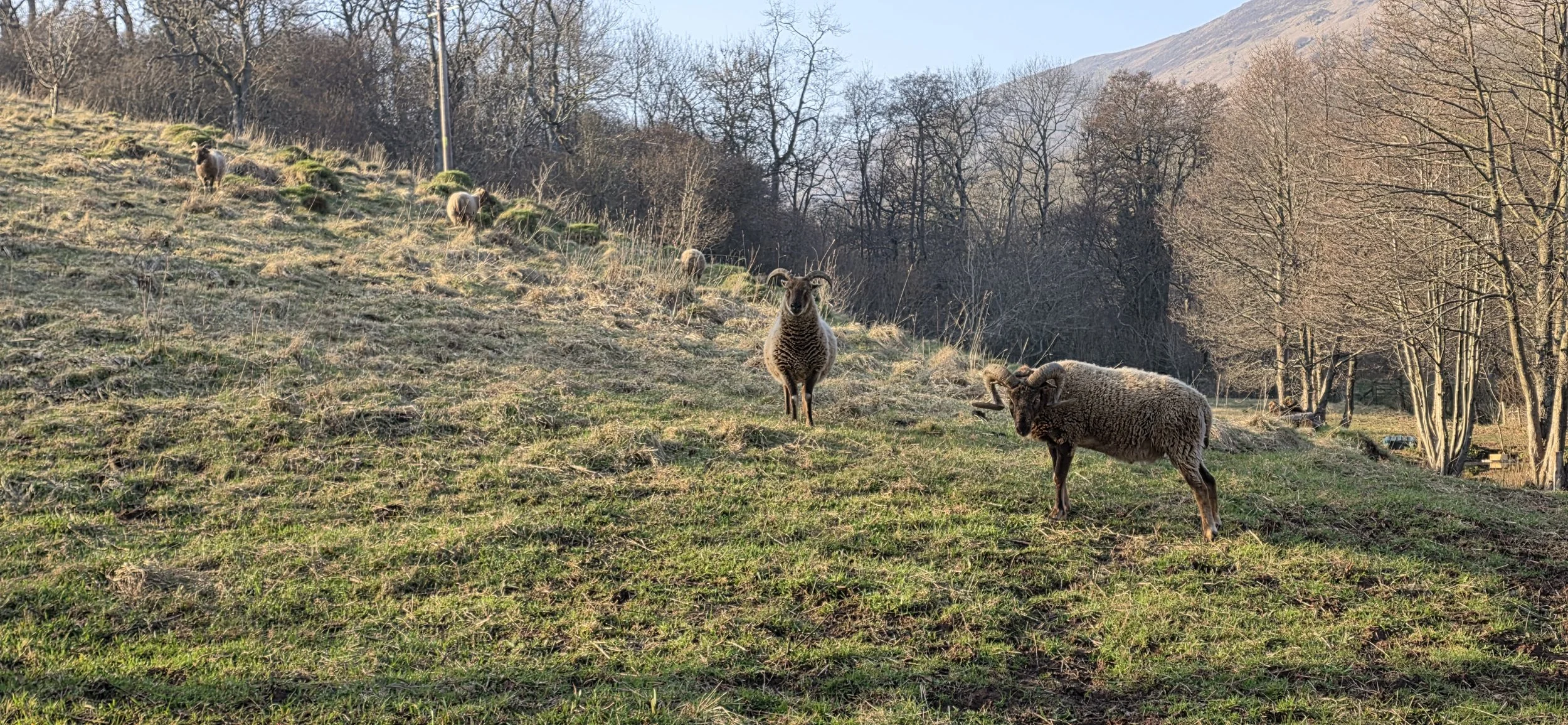 Castle Milk Moorit sheep