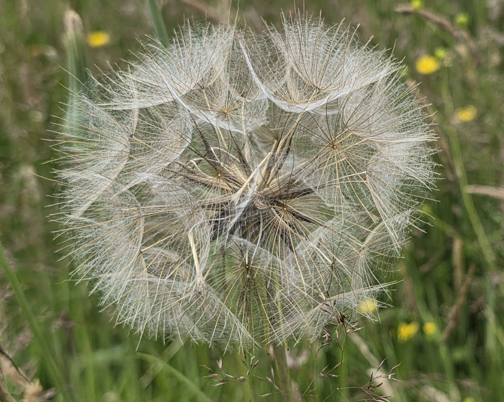 Goat's beard seedhead