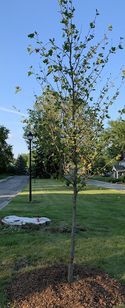 Grow tree!.jpeg