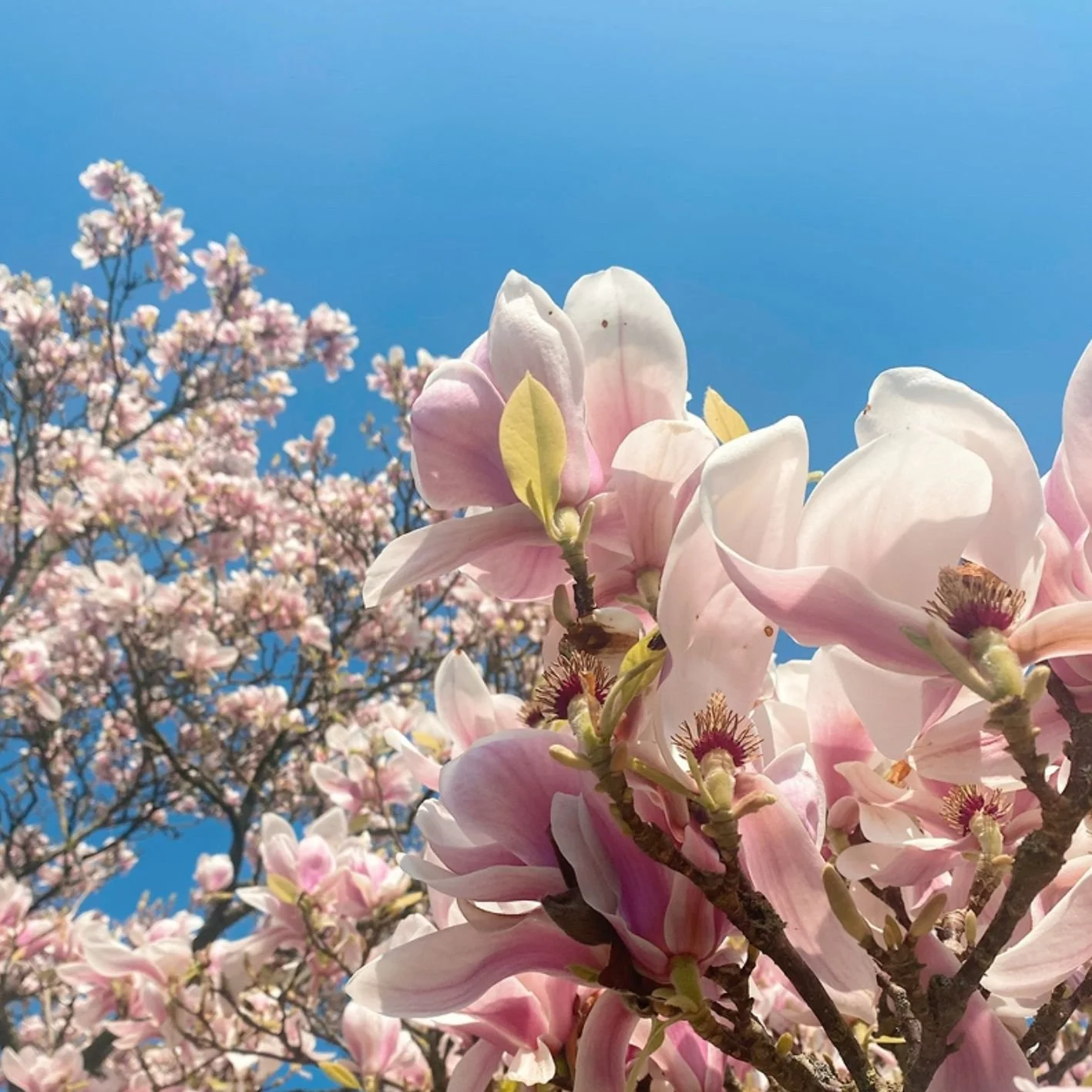 Spring Threshold Collection