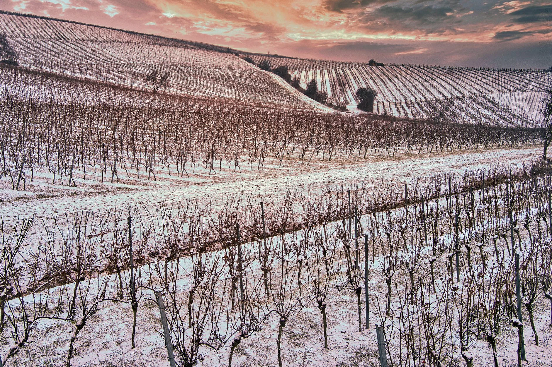 Winterstimmung_Weinber_Weingut_Kastanienhof.jpg