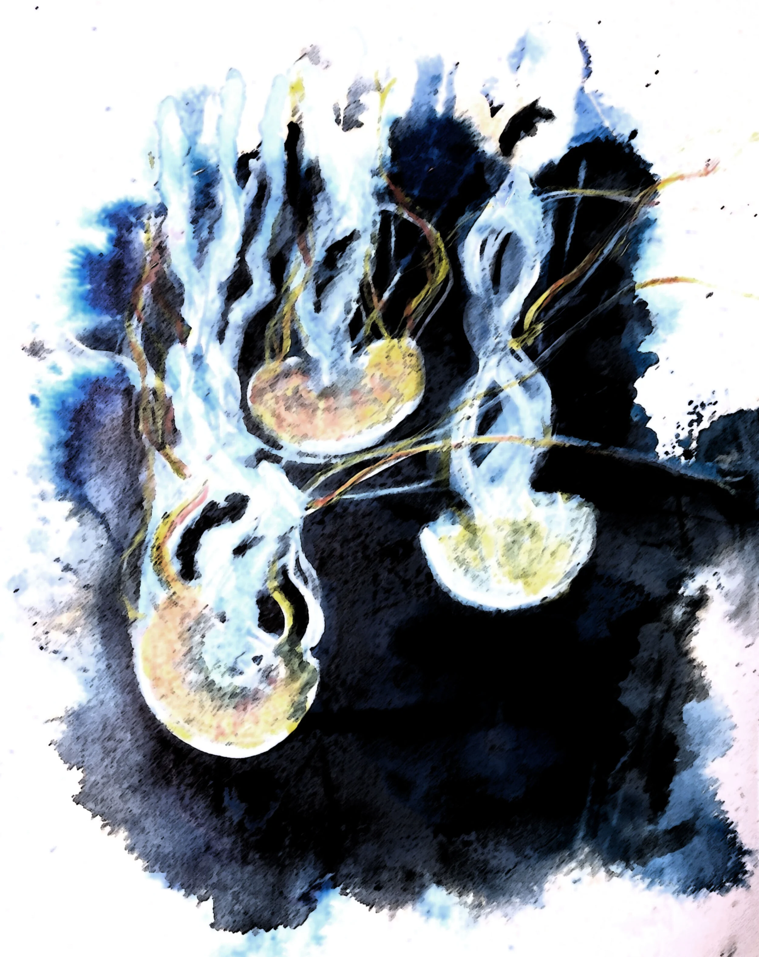 Jellyfish.jpg