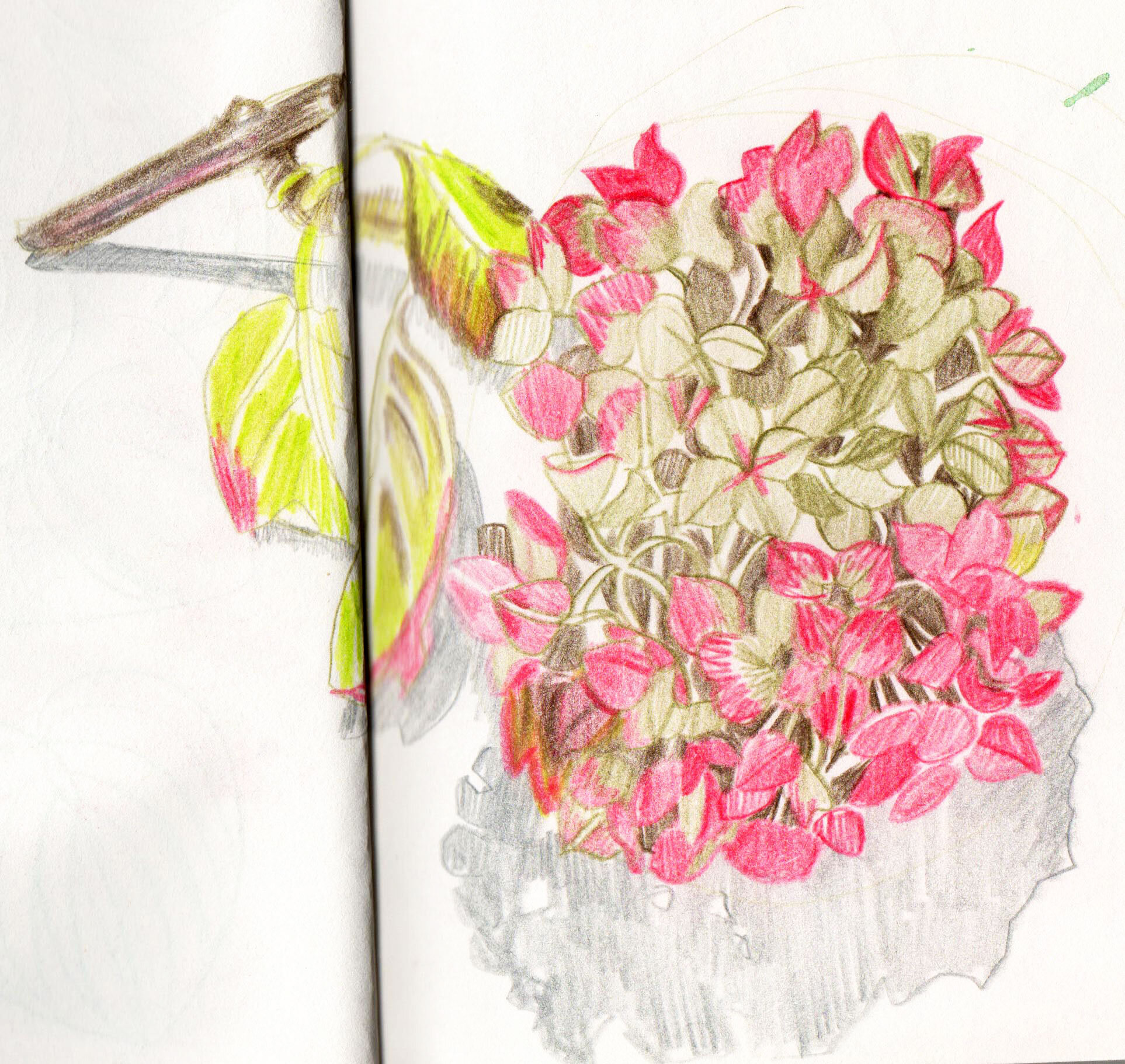 Dried_Hydrangea.jpg