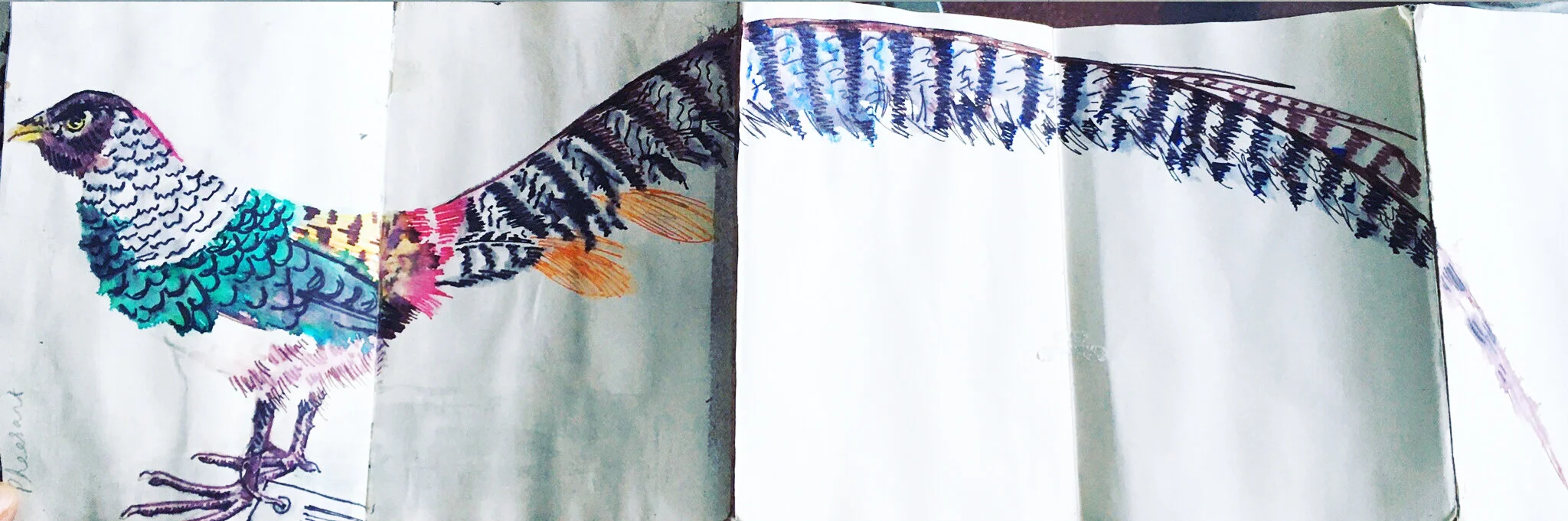 Pheasant Concertina Pages.jpg