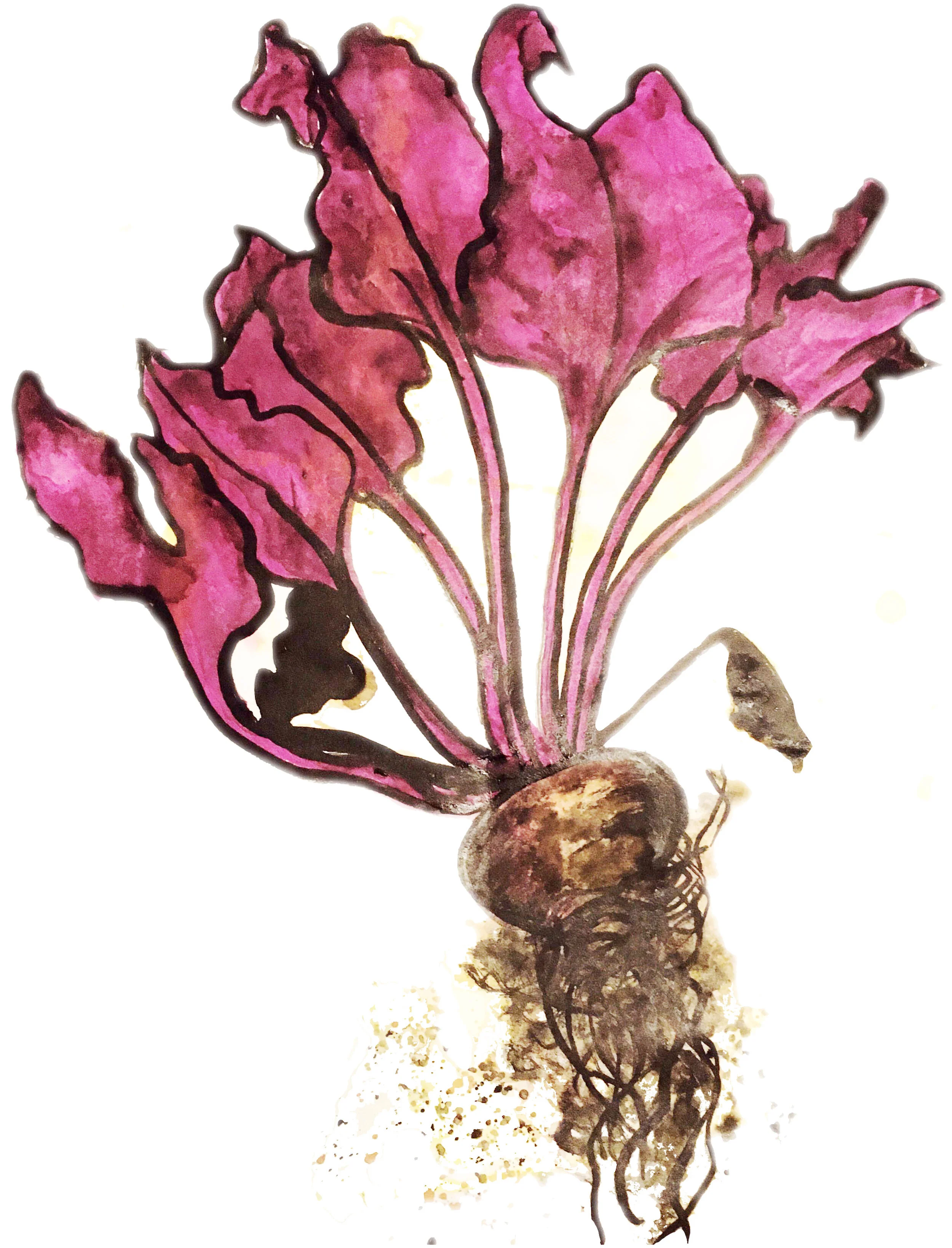 Beetroot.jpg