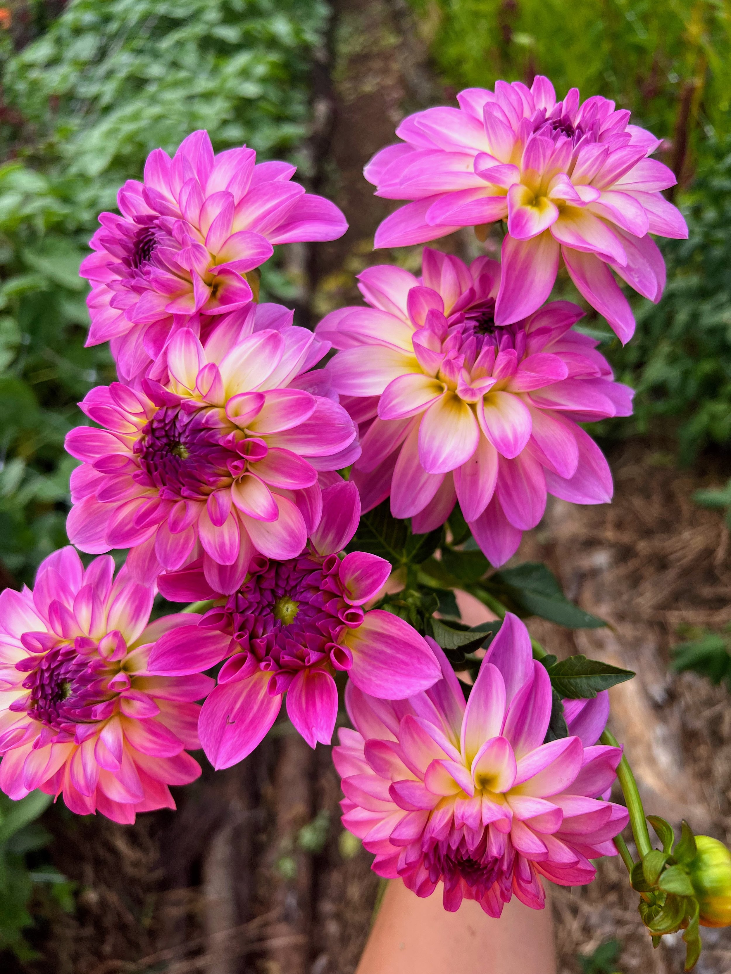 "Korb Summer Gala" - Dahlia Tuber