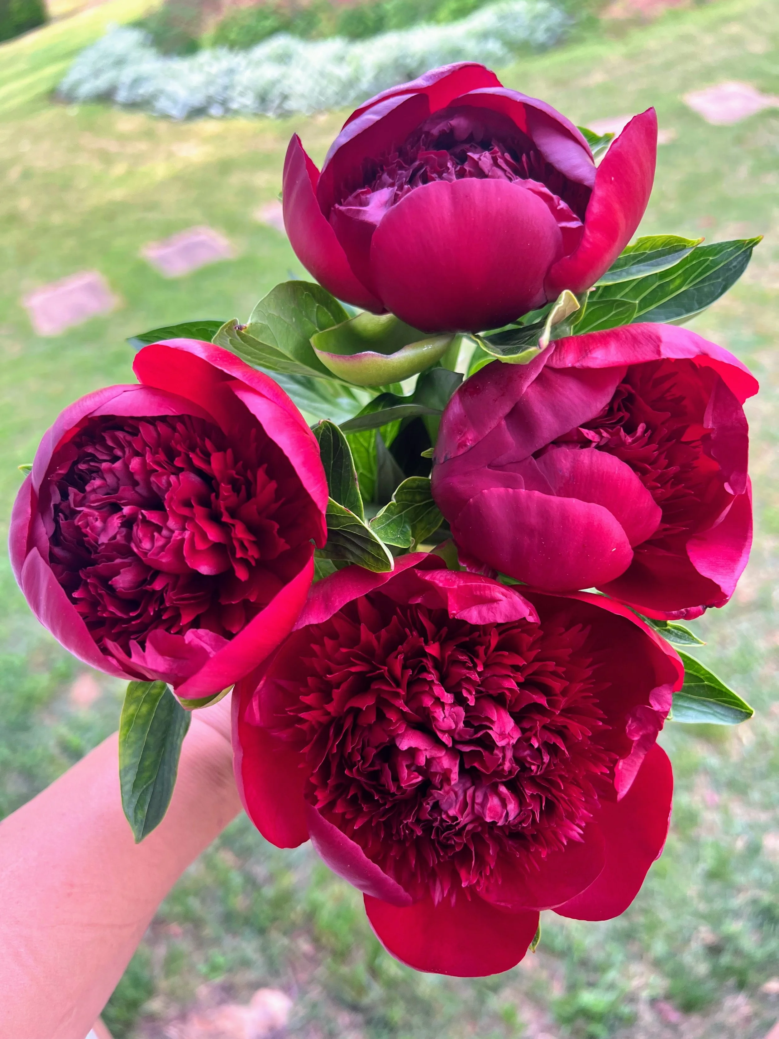 Peony - "Red Charm" (For Week of 5/27)
